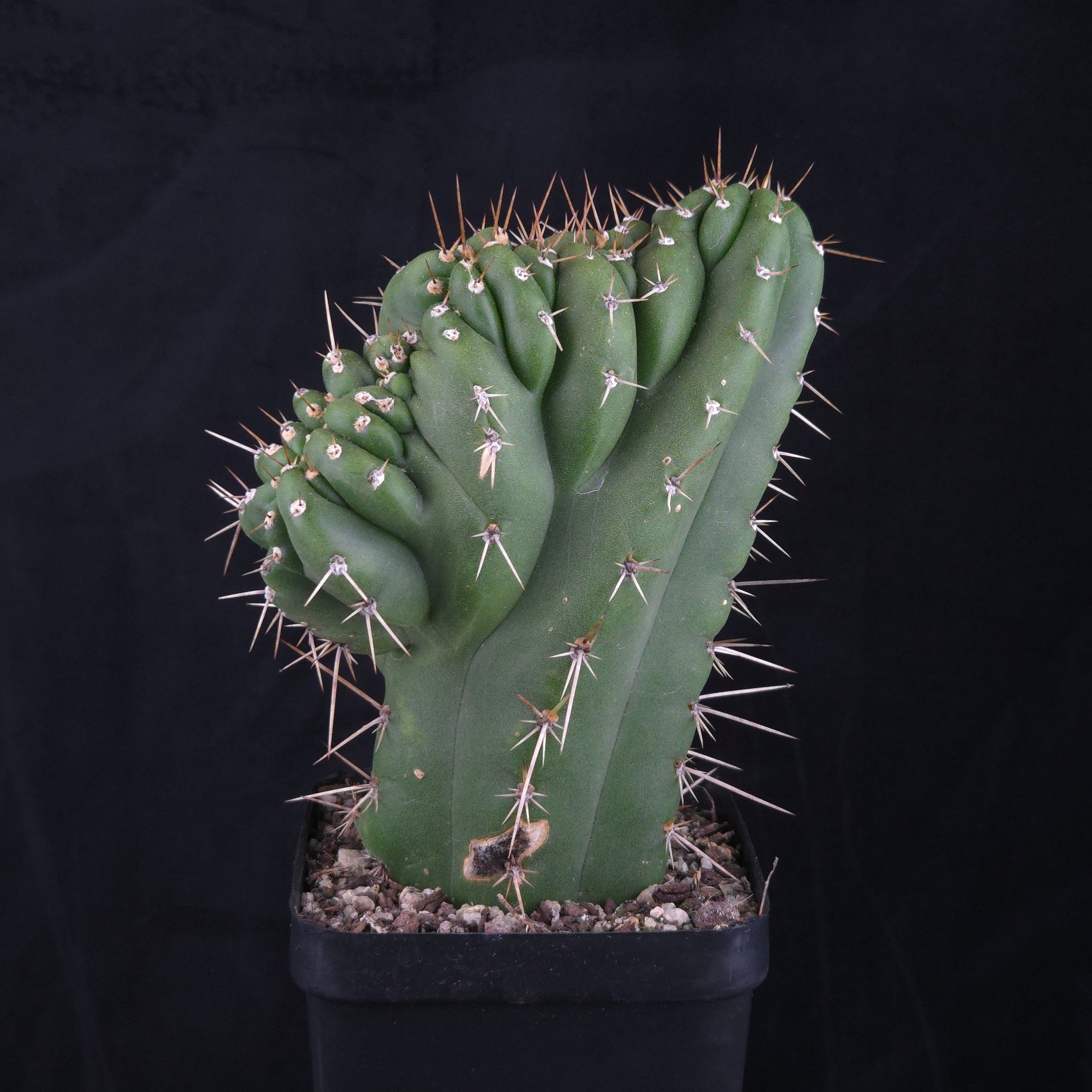 Trichocereus peruvianus 'Twister' (syn. Echinopsis macrogona