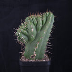 Trichocereus peruvianus 'Twister' (syn. Echinopsis macrogona)