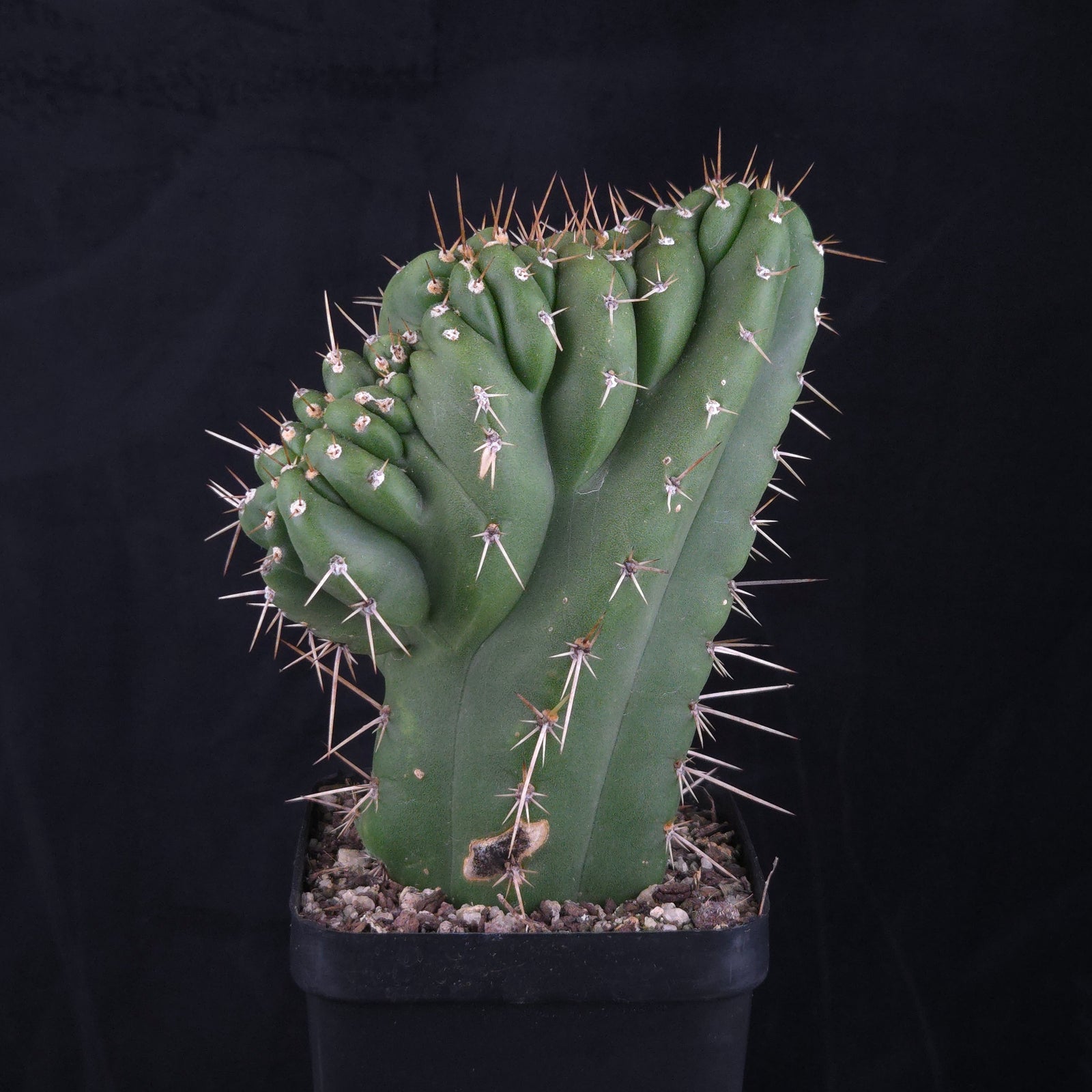 Trichocereus peruvianus 'Twister' (syn. Echinopsis macrogona)