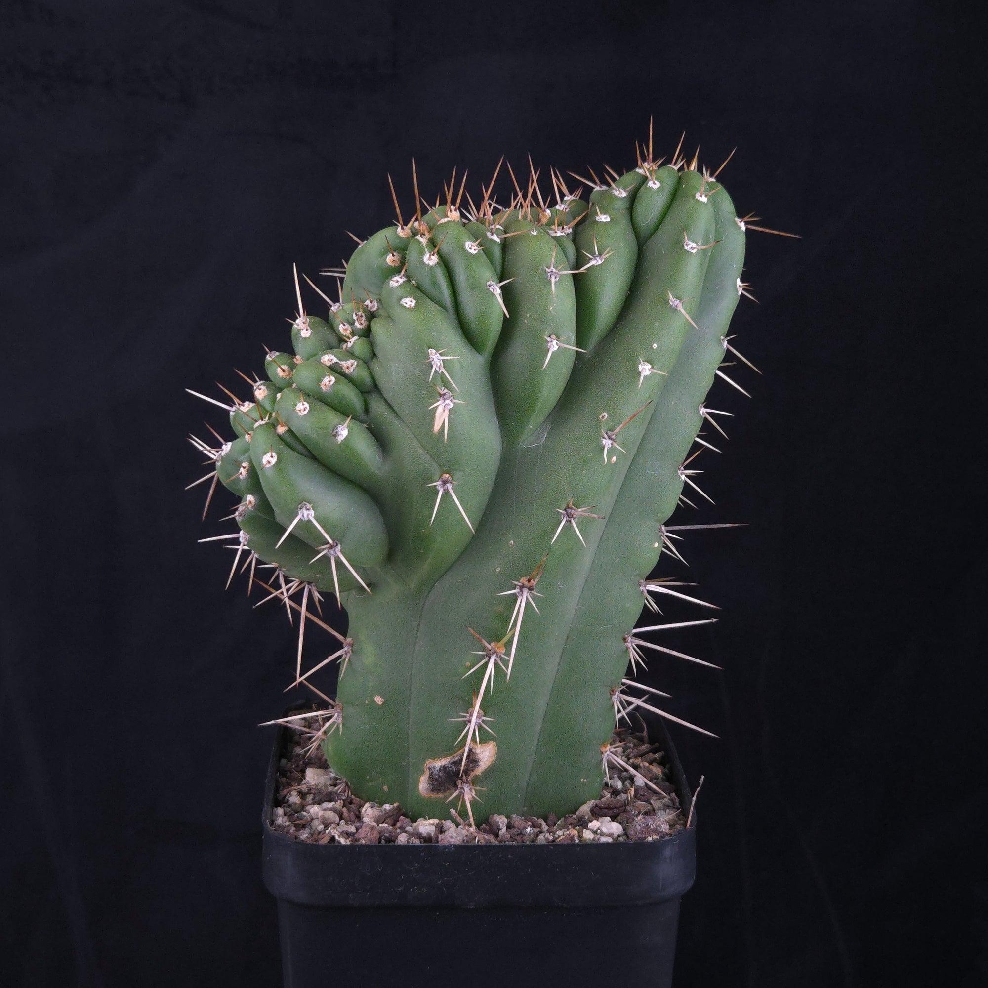 Trichocereus peruvianus 'Twister' (syn. Echinopsis macrogona)