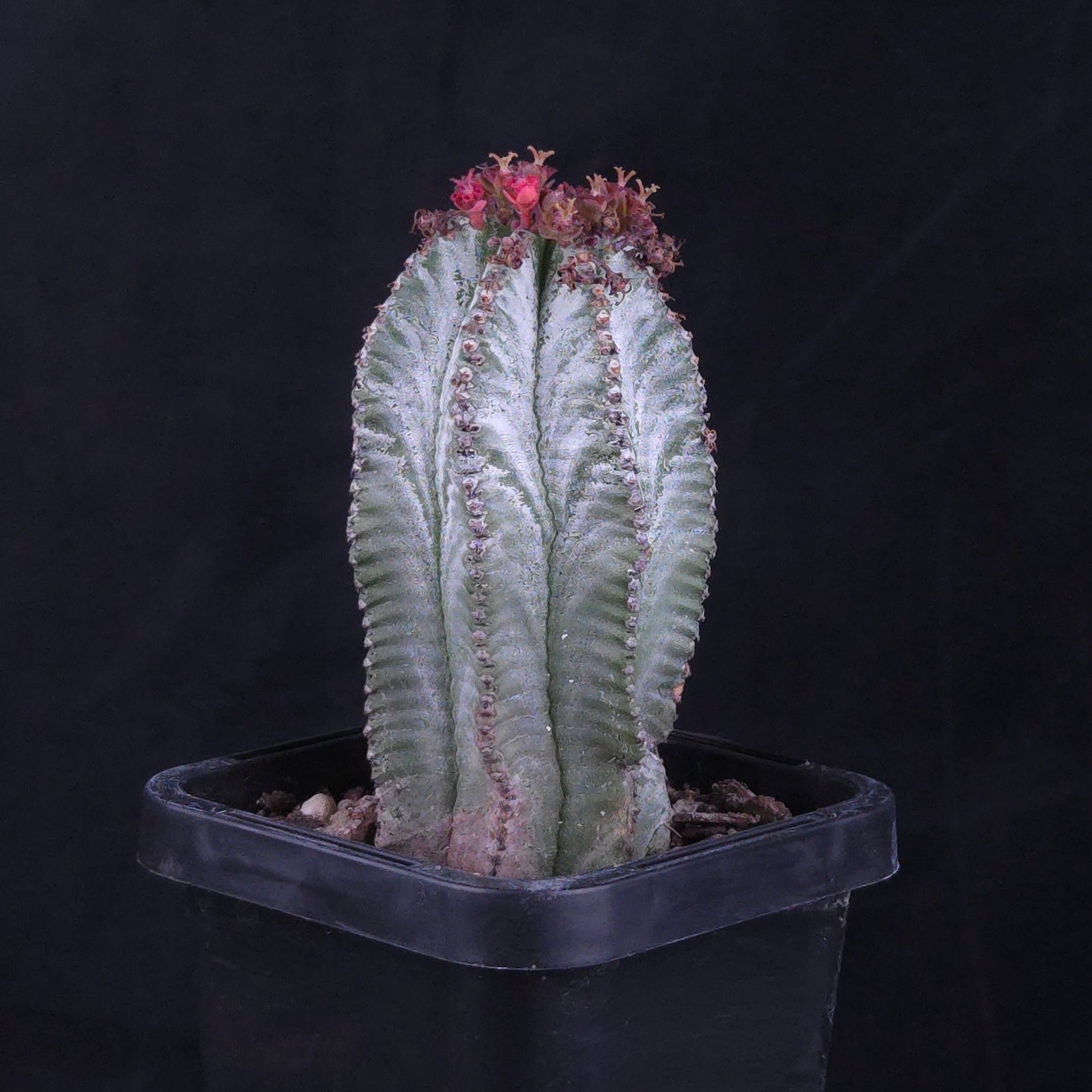 Euphorbia polygona 'Azure'
