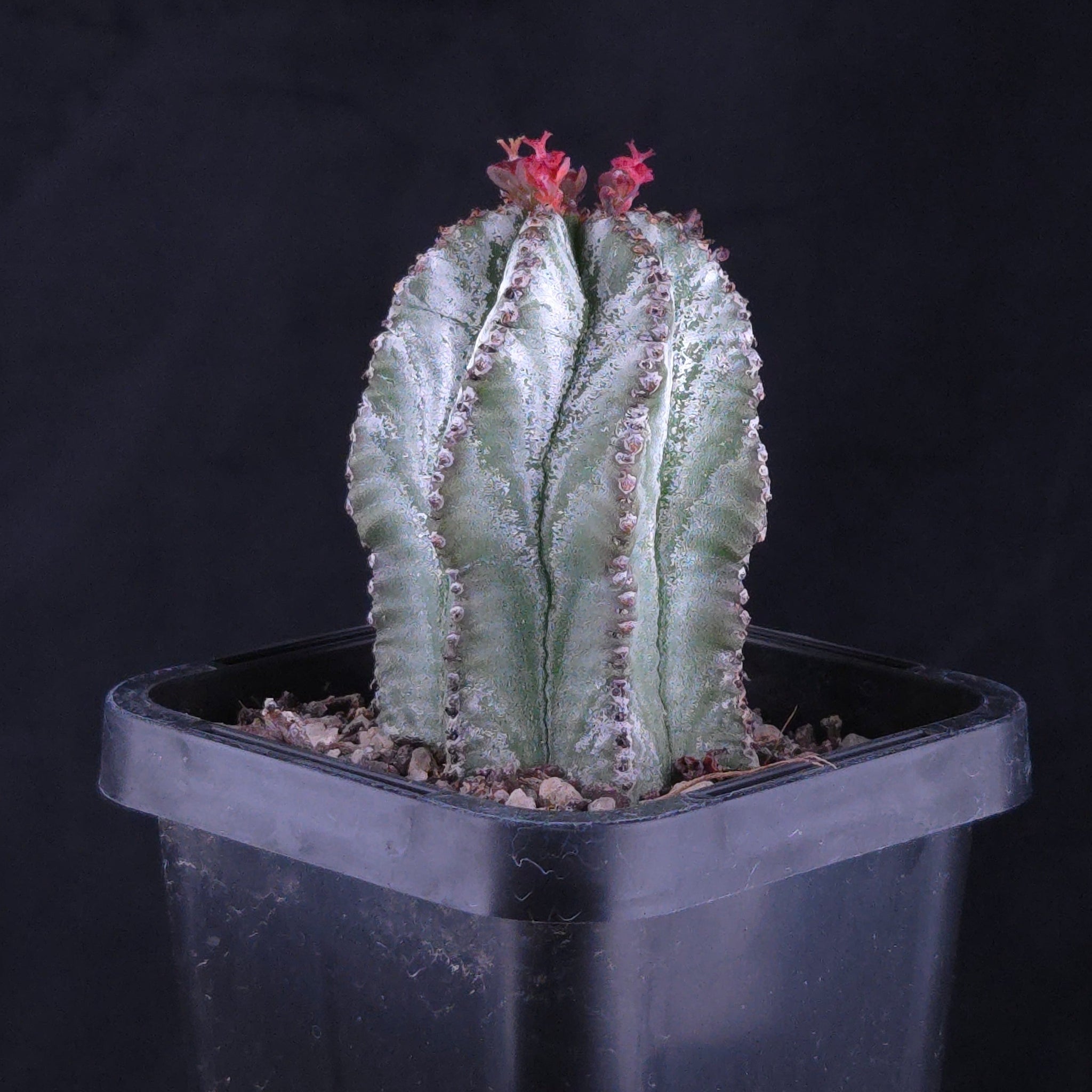 Euphorbia polygona 'Azure'