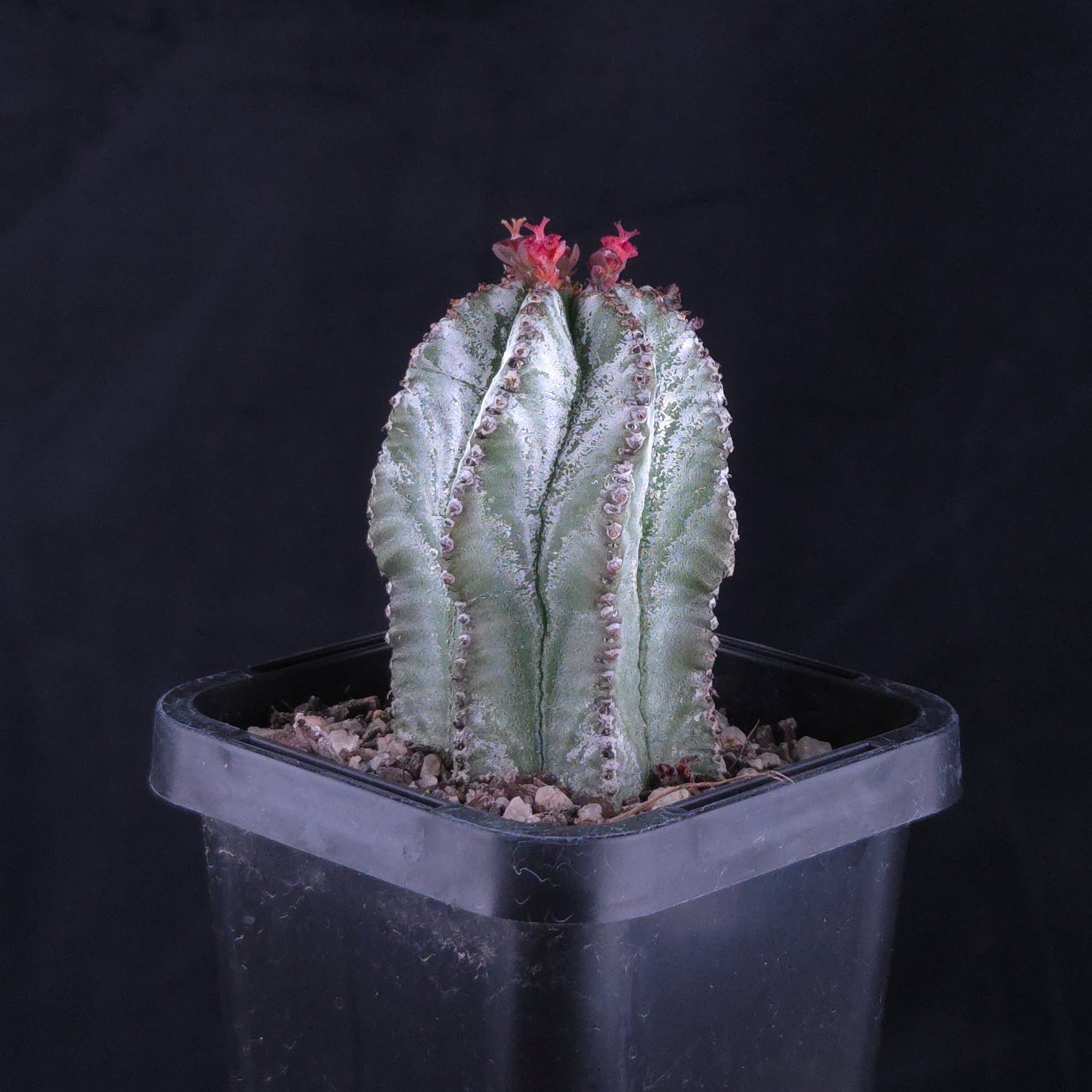 Euphorbia polygona 'Azure'