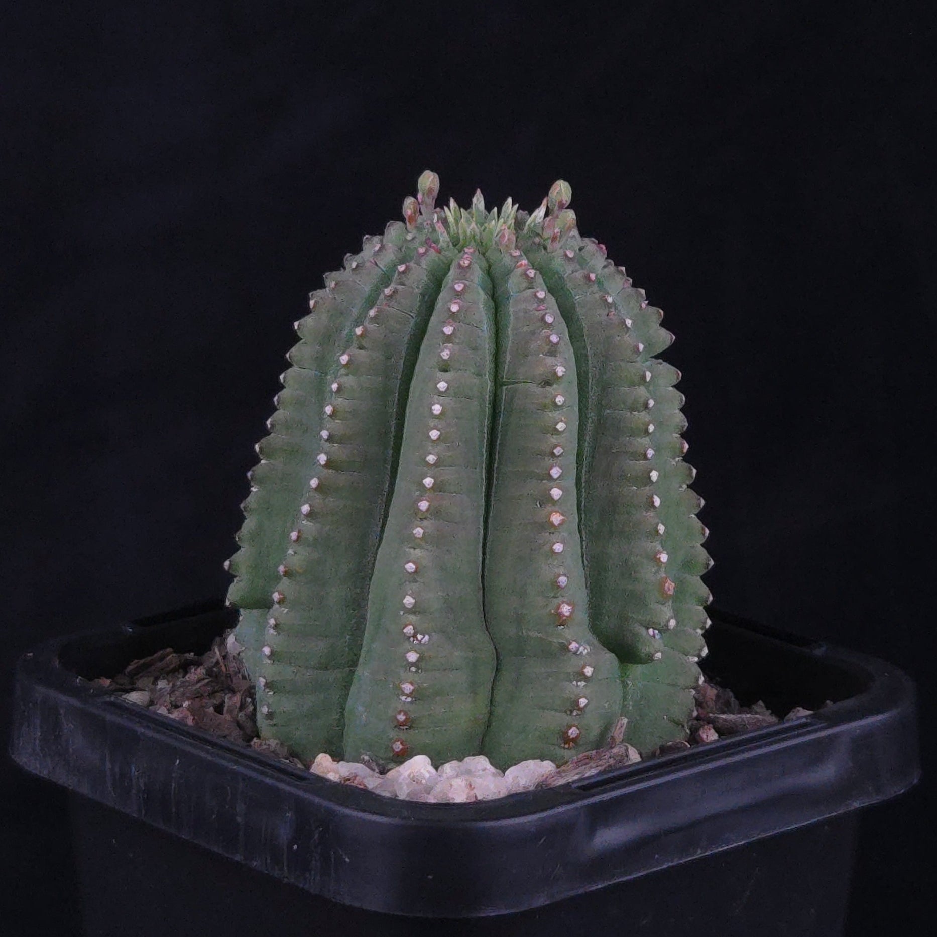 Euphorbia meloformis var. falsa (WA Prohibited)