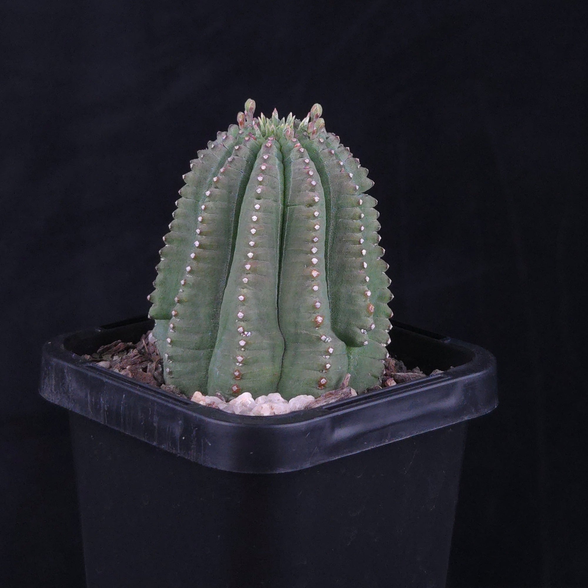 Euphorbia meloformis var. falsa (WA Prohibited)