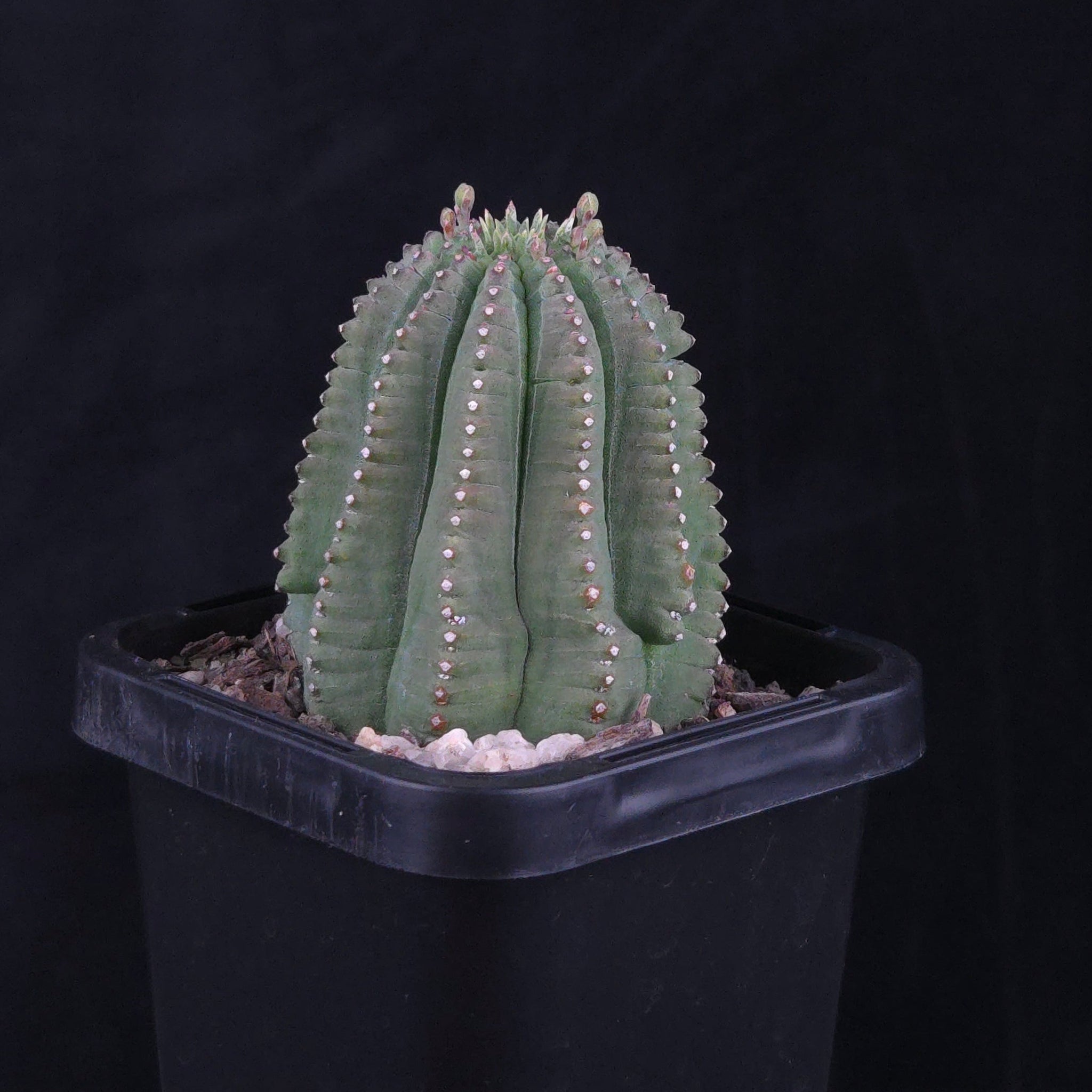 Euphorbia meloformis var. falsa (WA Prohibited)