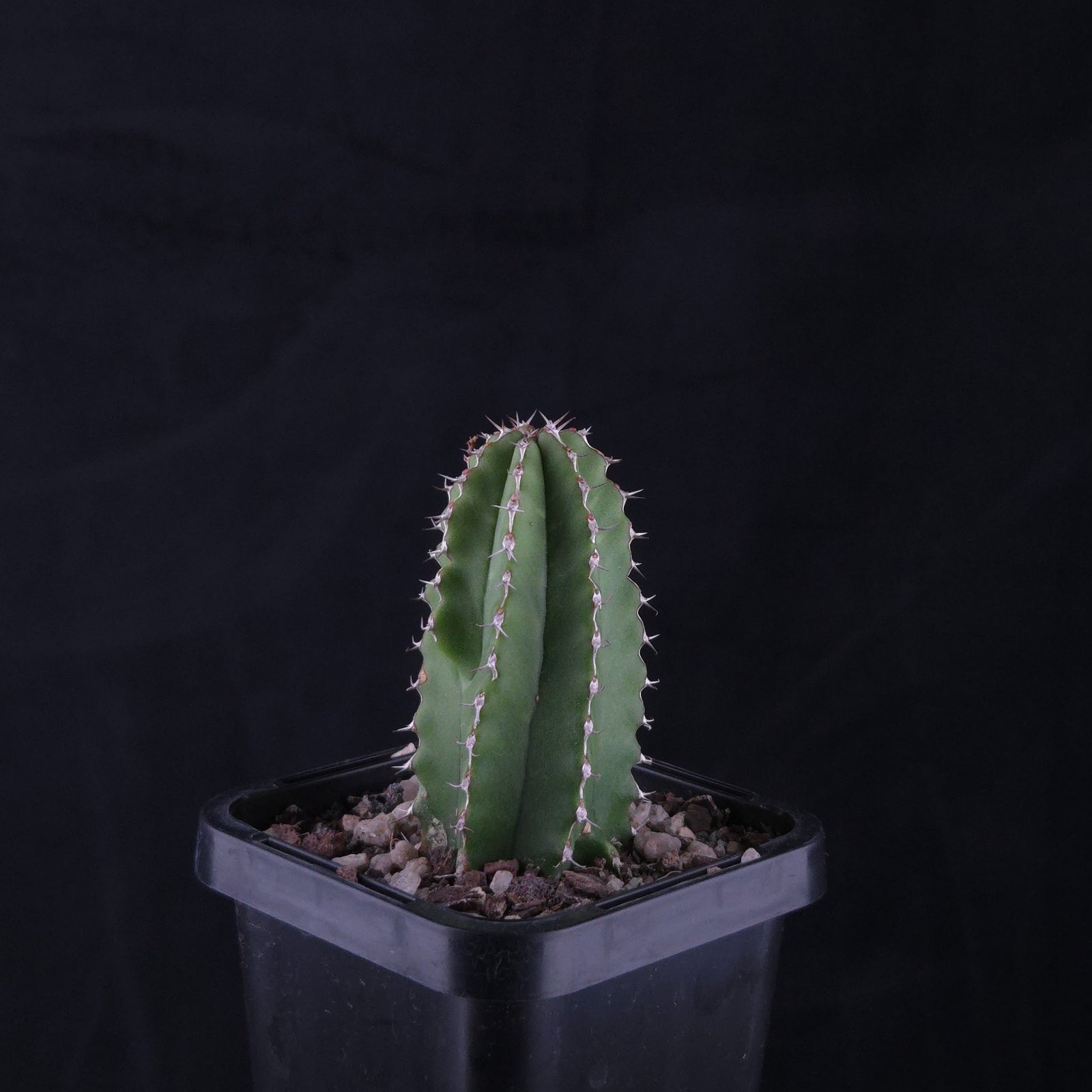 Euphorbia handiensis
