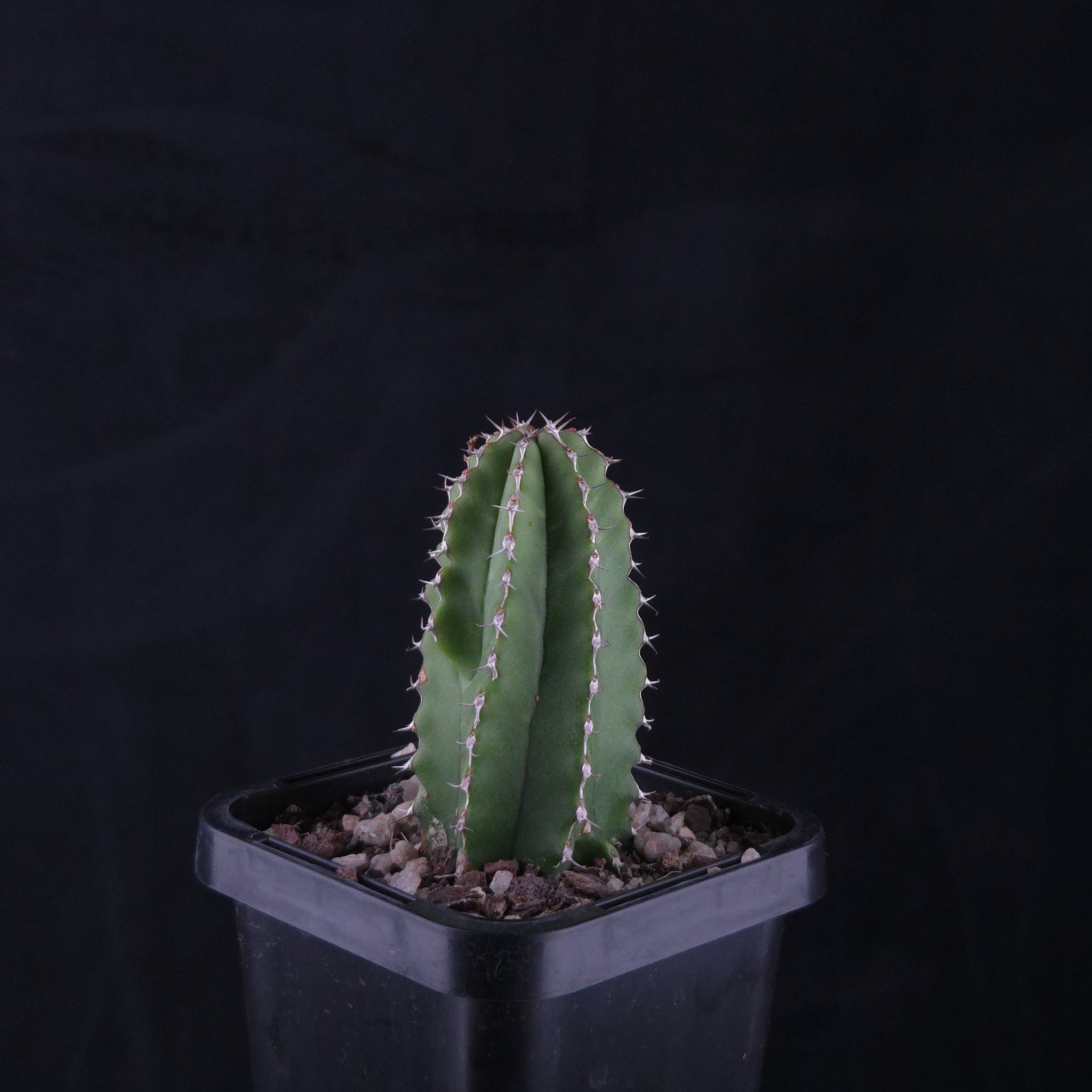 Euphorbia handiensis (WA Prohibited)
