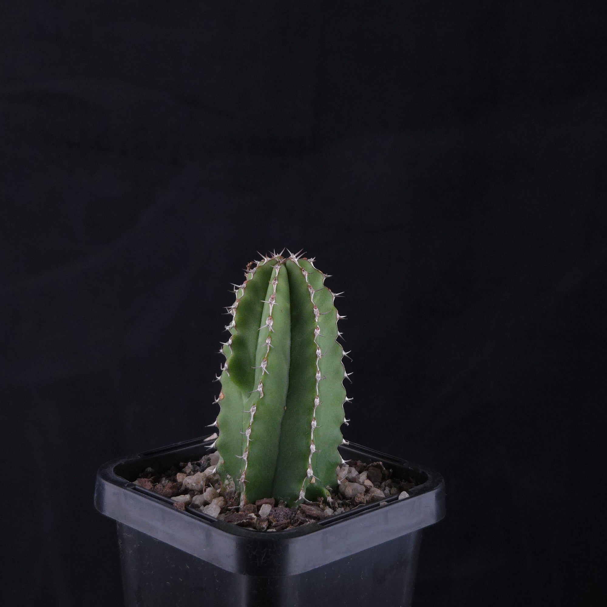 Euphorbia handiensis (WA Prohibited)