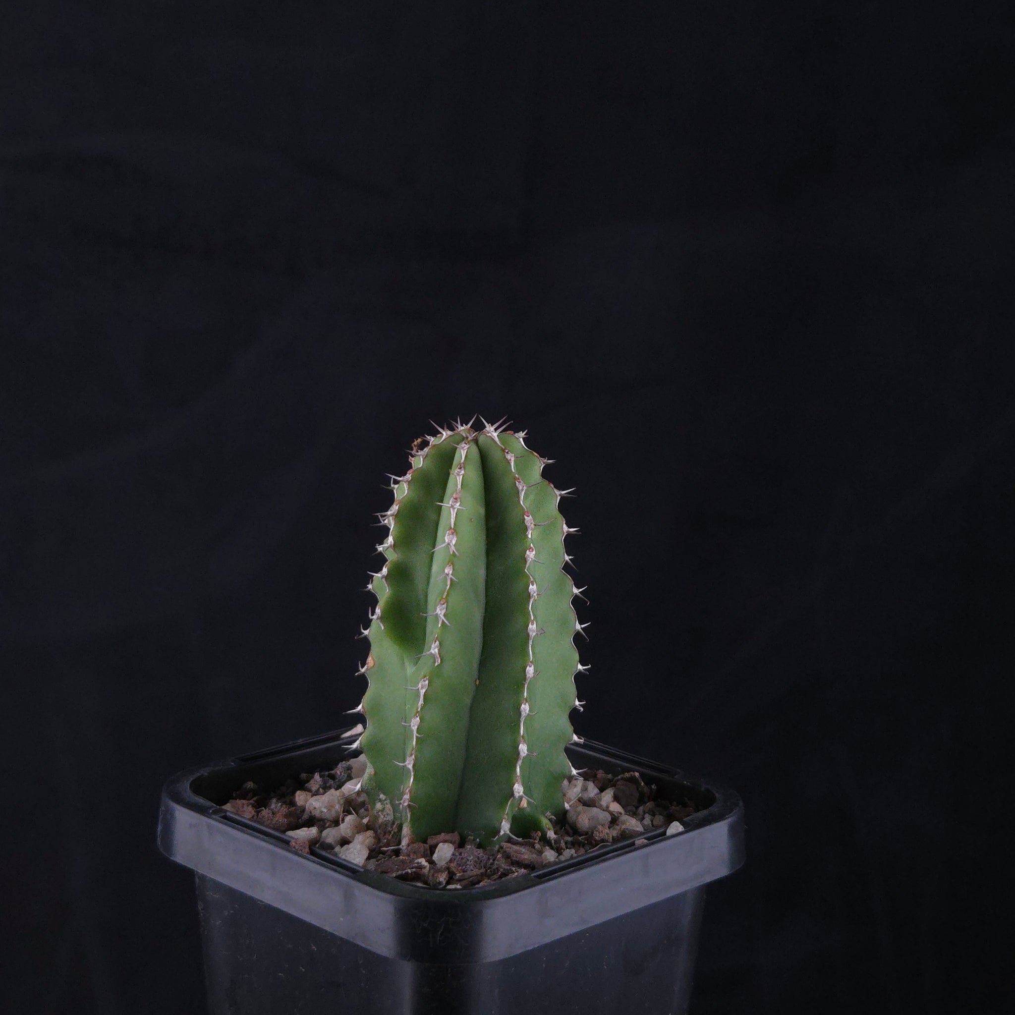 Euphorbia handiensis (WA Prohibited)