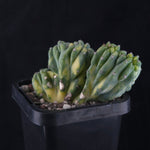 Myrtillocactus geometrizans cristata variegata
