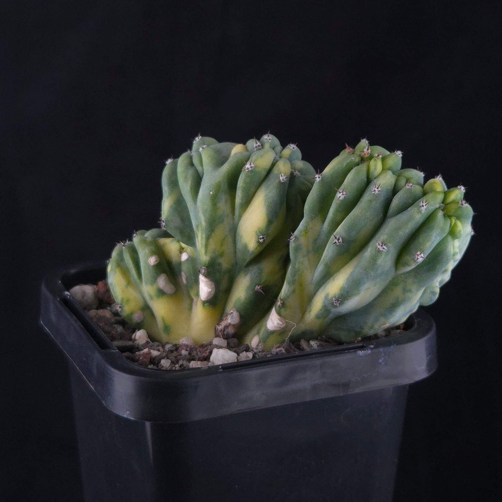 Myrtillocactus geometrizans cristata variegata – Collectors Online