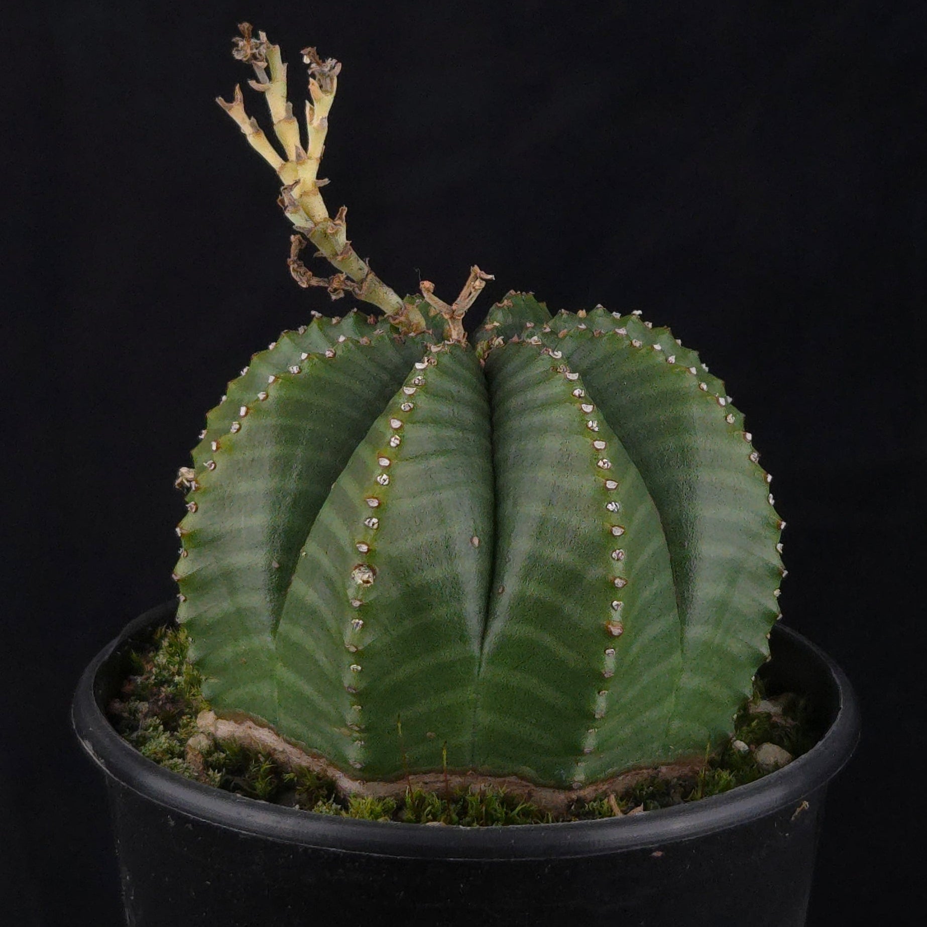 Euphorbia meloformis (WA Prohibited)