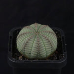 Euphorbia obesa - Baseball Plant (WA Prohibited)