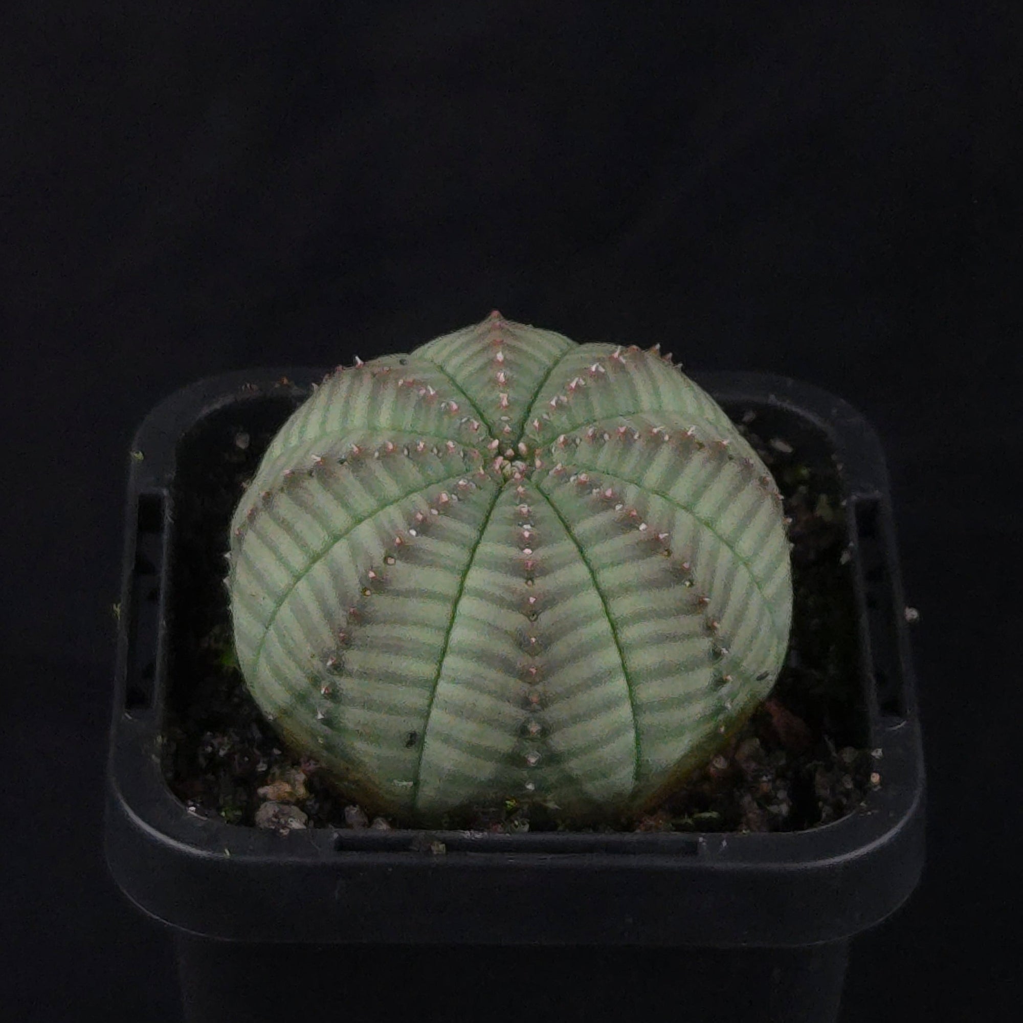 Euphorbia obesa - Baseball Plant (WA Prohibited)