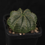 Euphorbia meloformis (WA Prohibited)