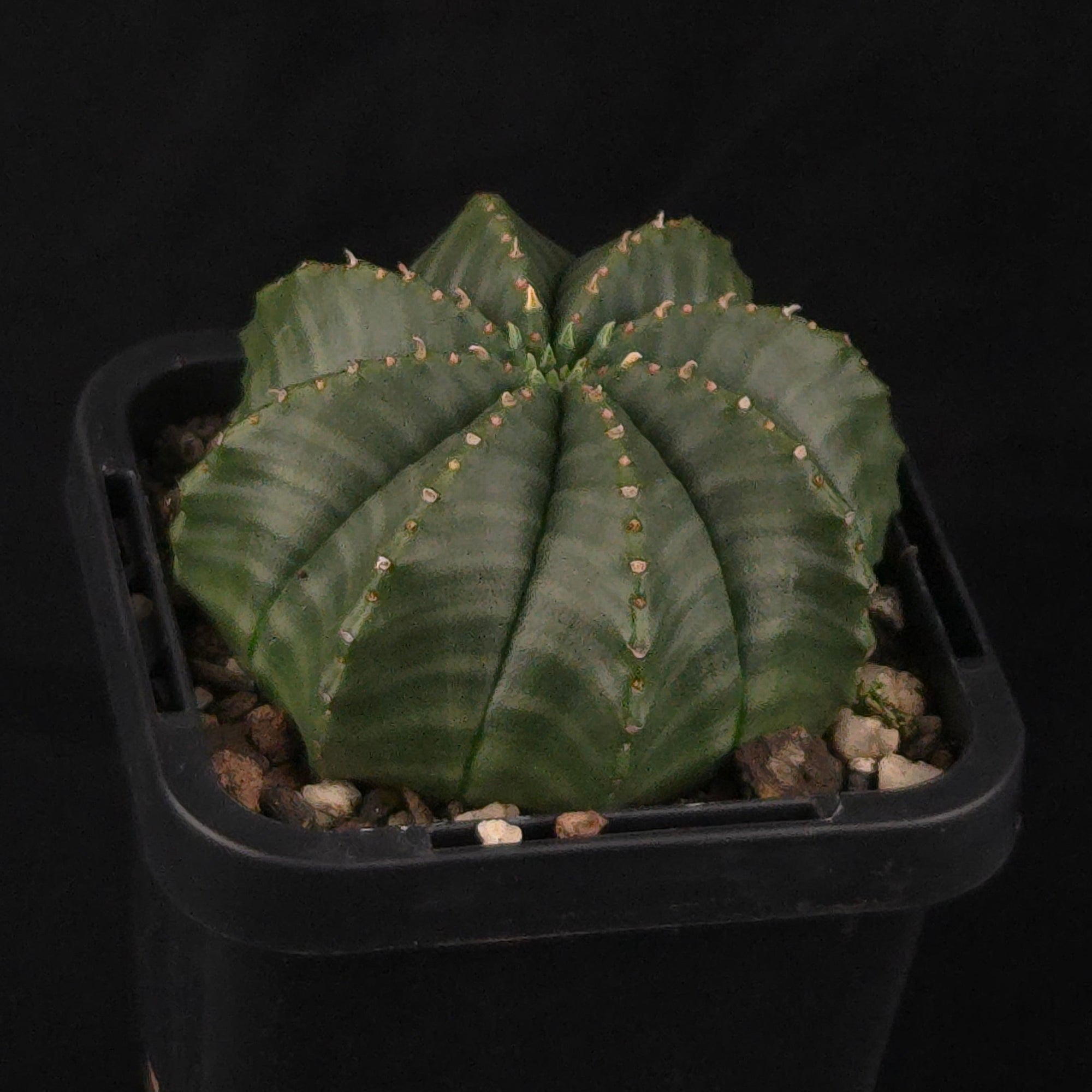 Euphorbia meloformis (WA Prohibited)