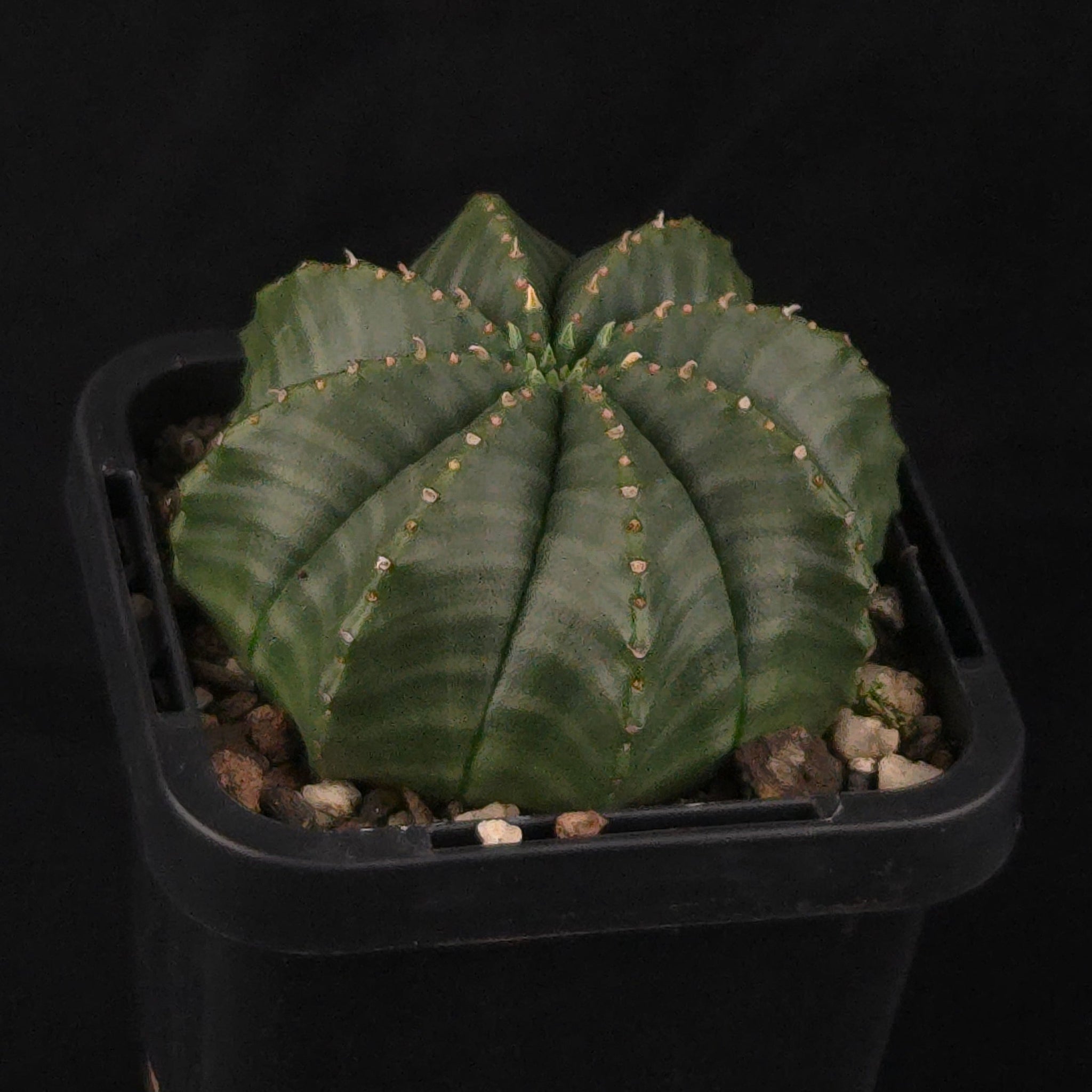Euphorbia meloformis (WA Prohibited)