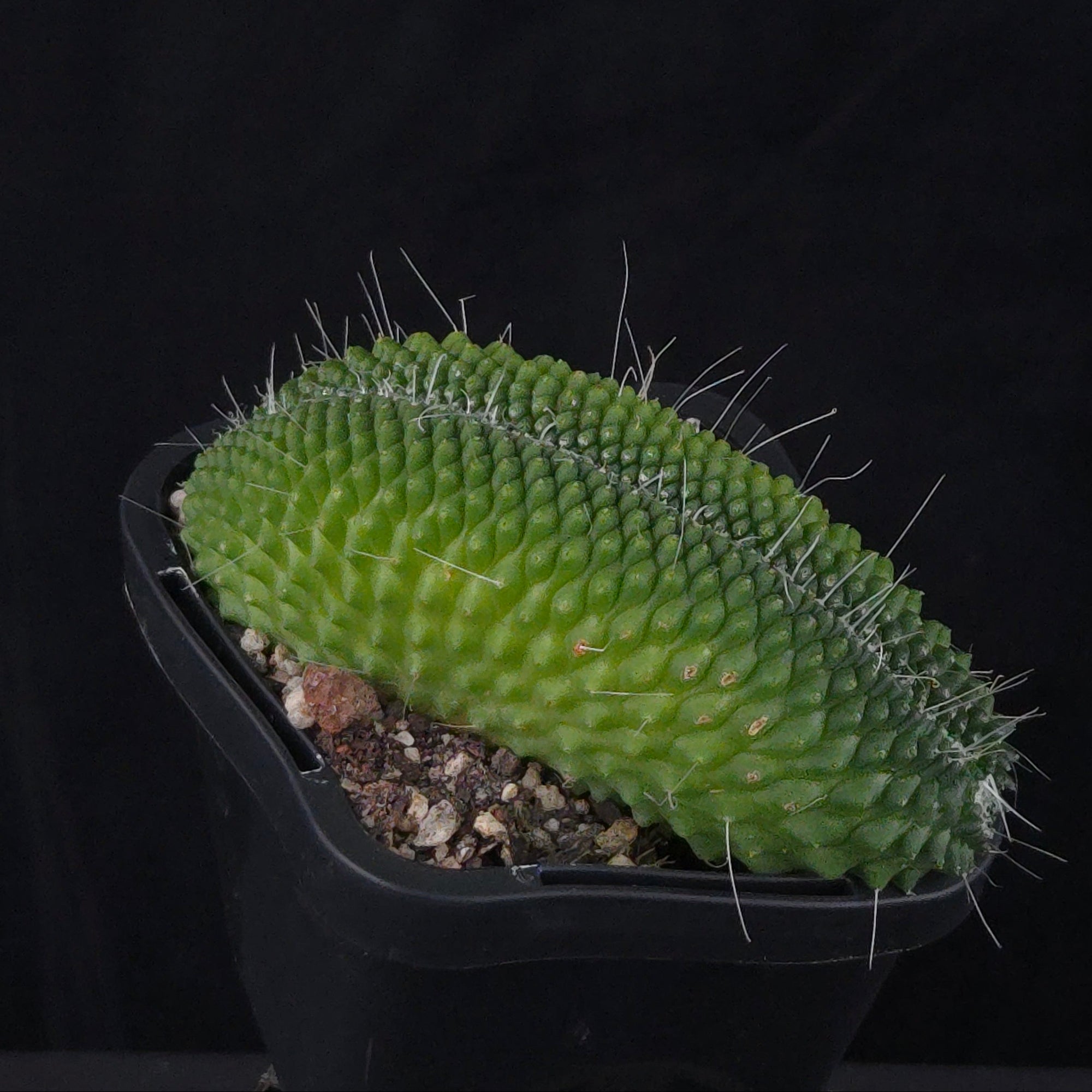 Mammillaria spinosissima ‘Pico Cristata’