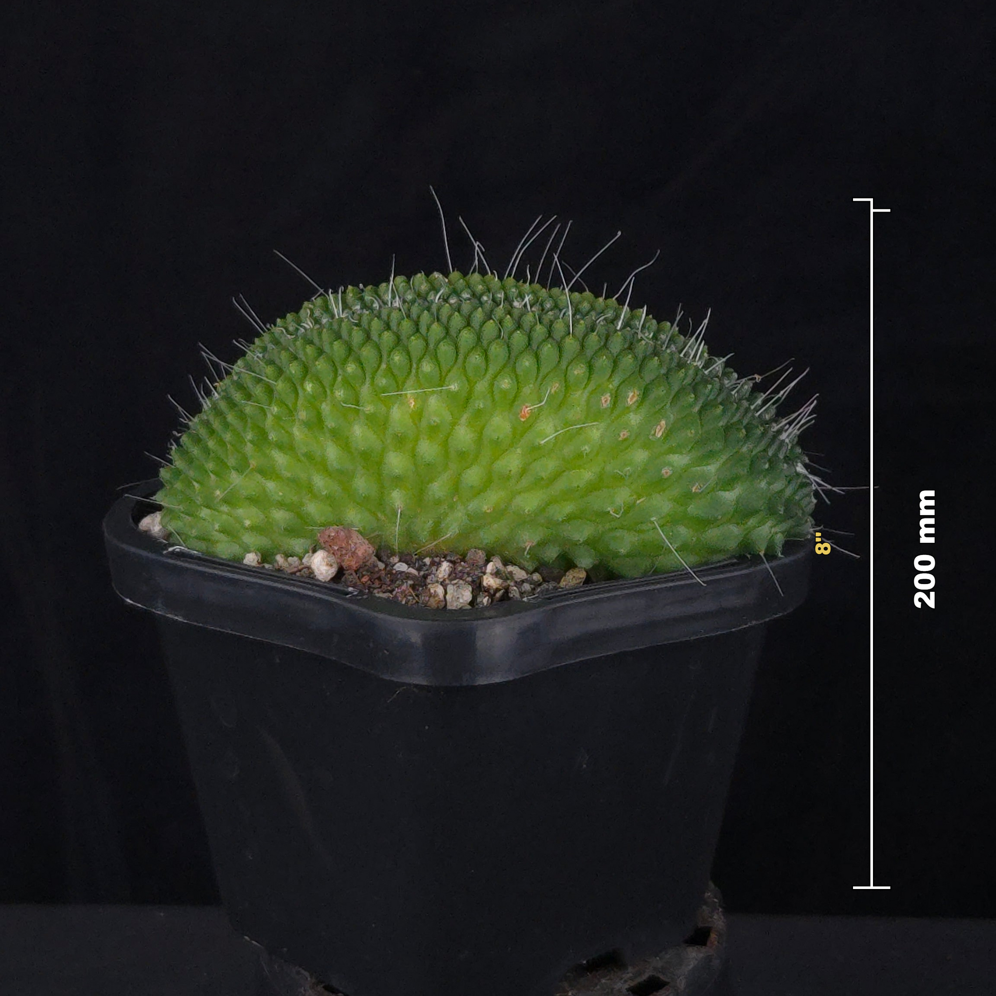 Mammillaria spinosissima ‘Pico Cristata’