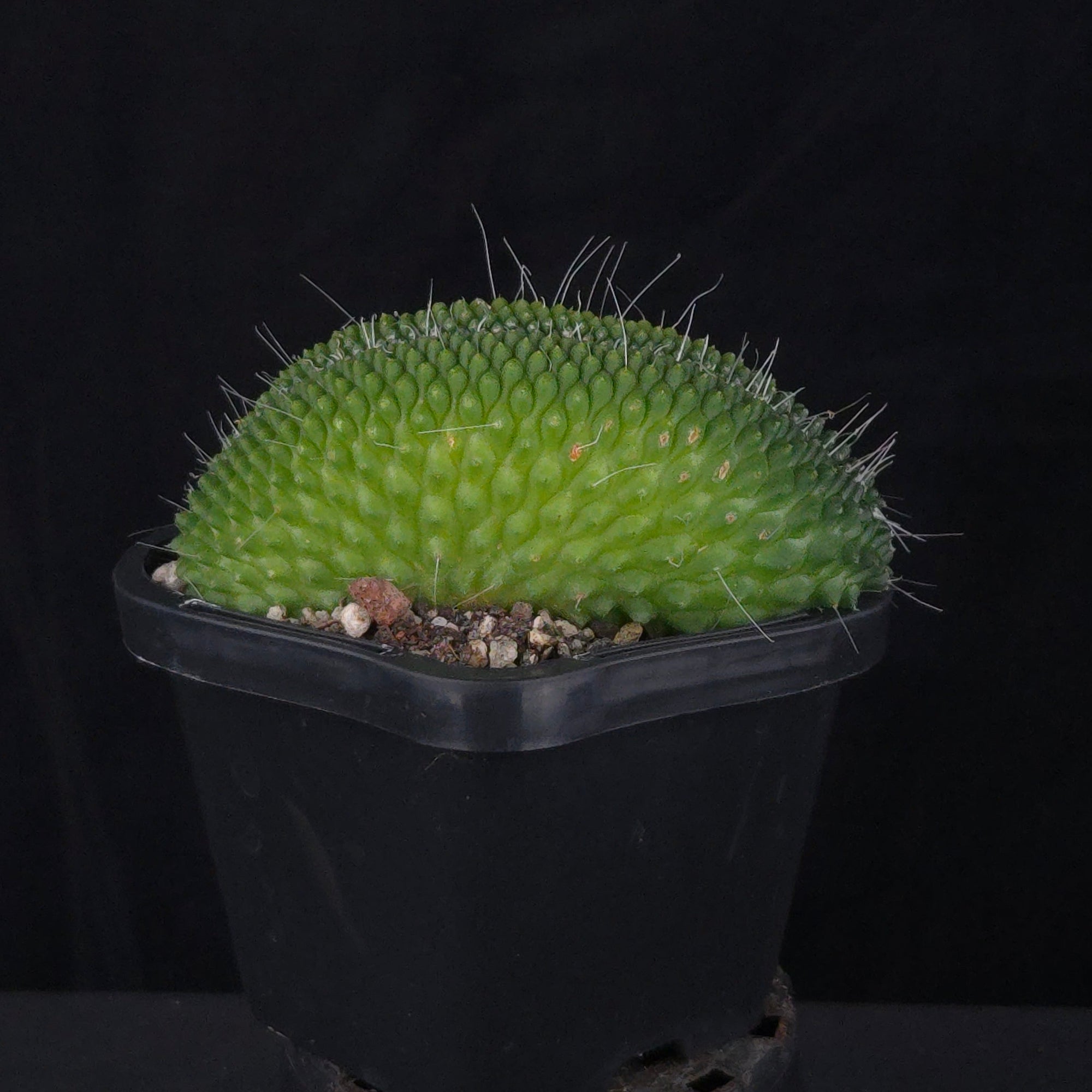 Mammillaria spinosissima ‘Pico Cristata’