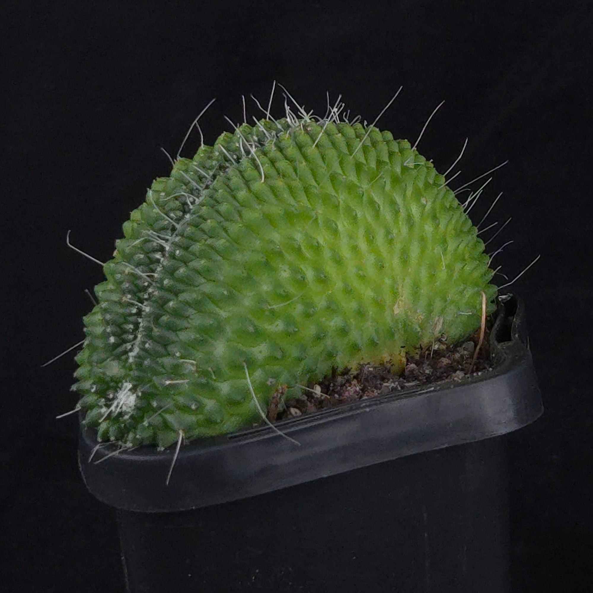 Mammillaria spinosissima ‘Pico Cristata’