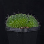 Mammillaria spinosissima ‘Pico Cristata’