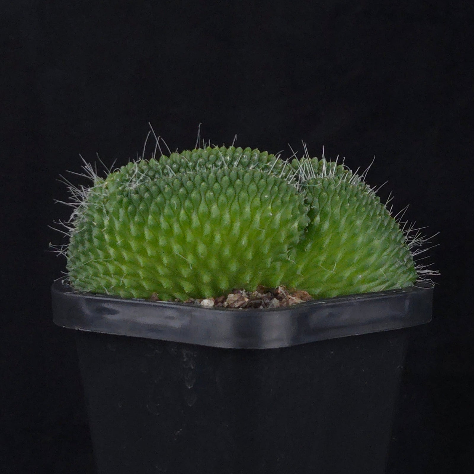 Mammillaria spinosissima ‘Pico Cristata’