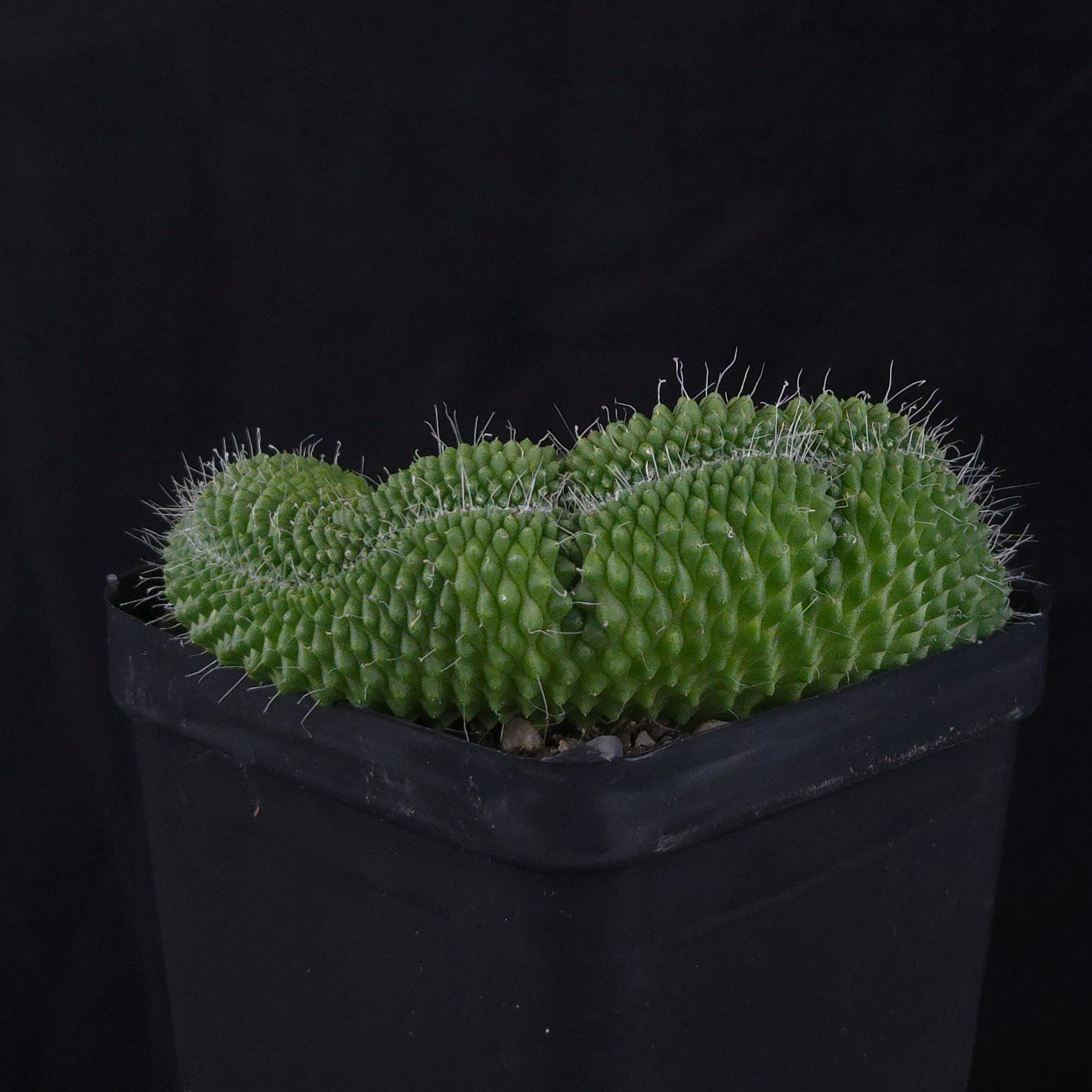 Mammillaria spinosissima ‘Pico Cristata’