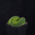 Mammillaria spinosissima ‘Pico Cristata’