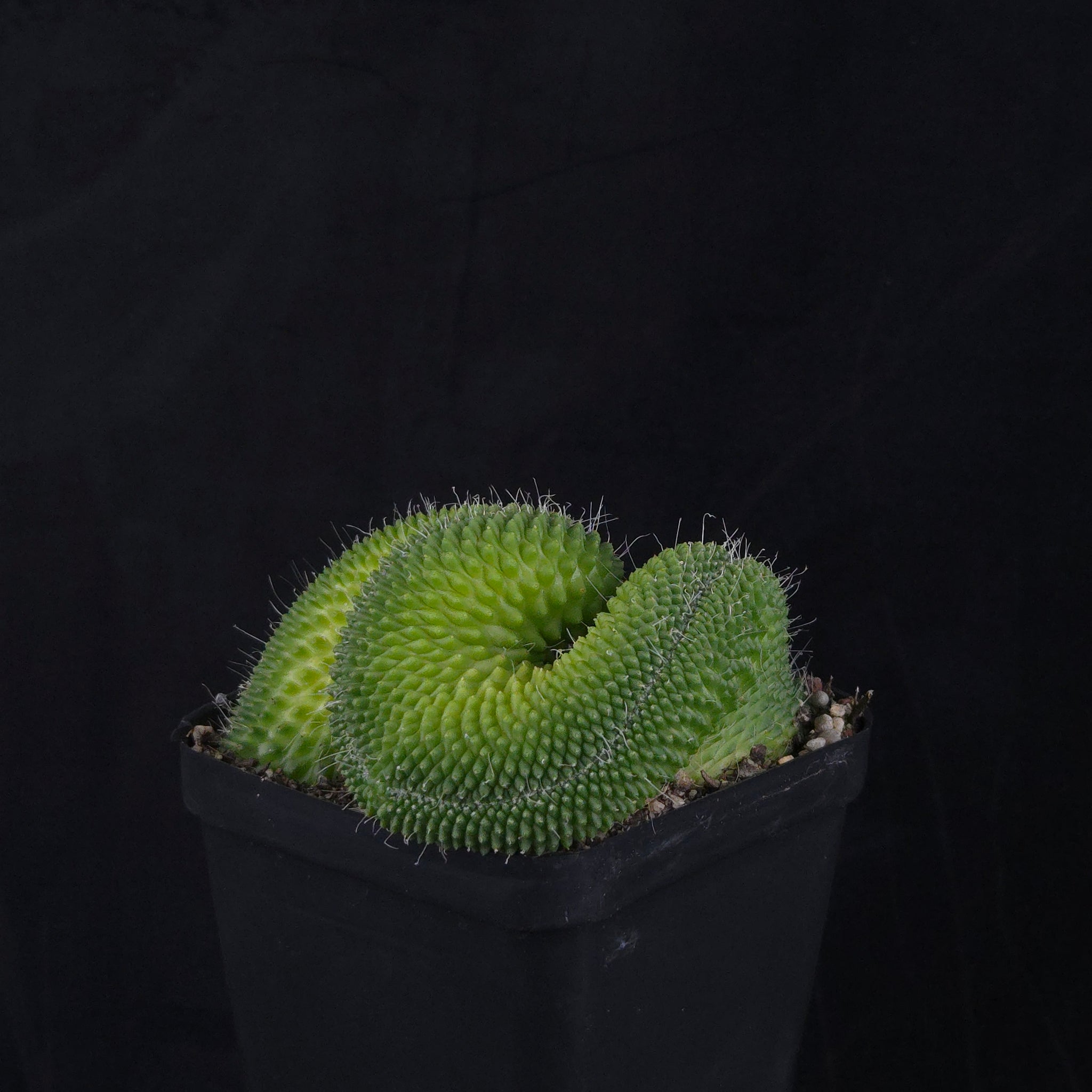 Mammillaria spinosissima ‘Pico Cristata’