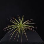 Neophytum ‘Galactic Warrior’
