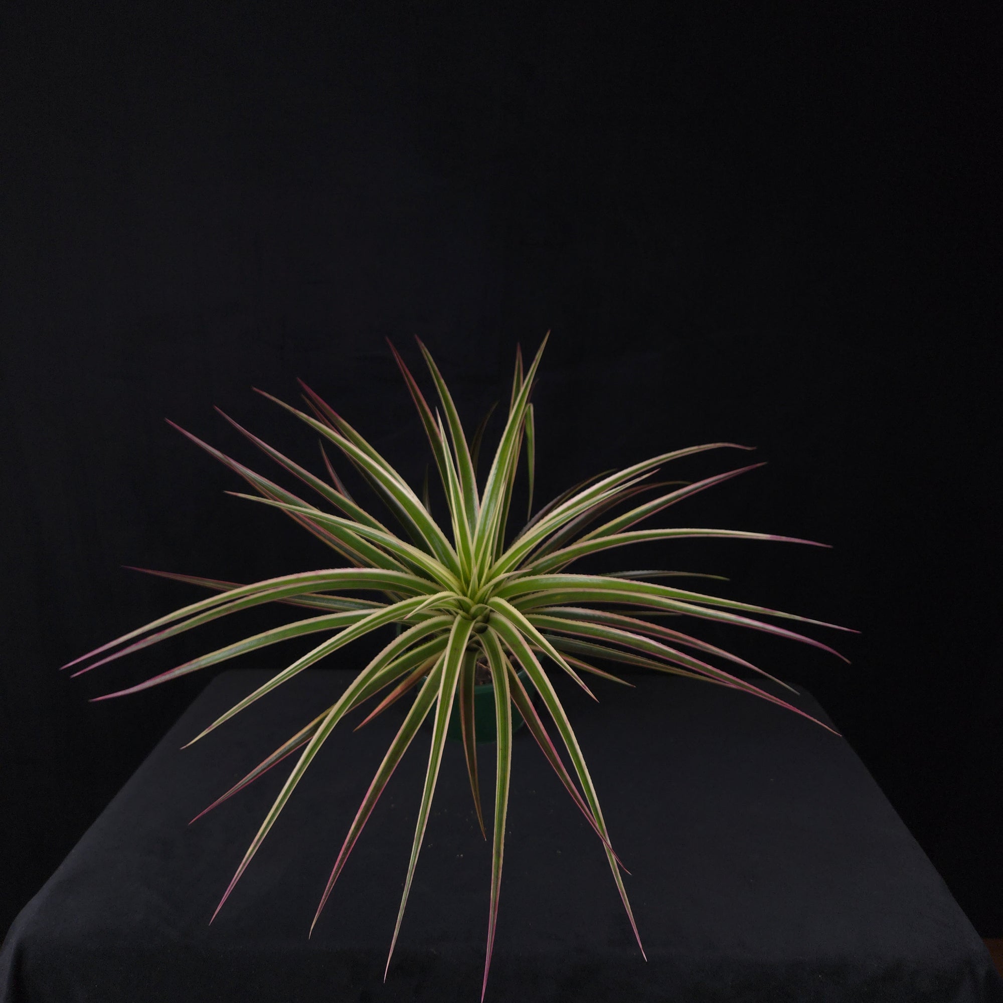 Neophytum ‘Galactic Warrior’