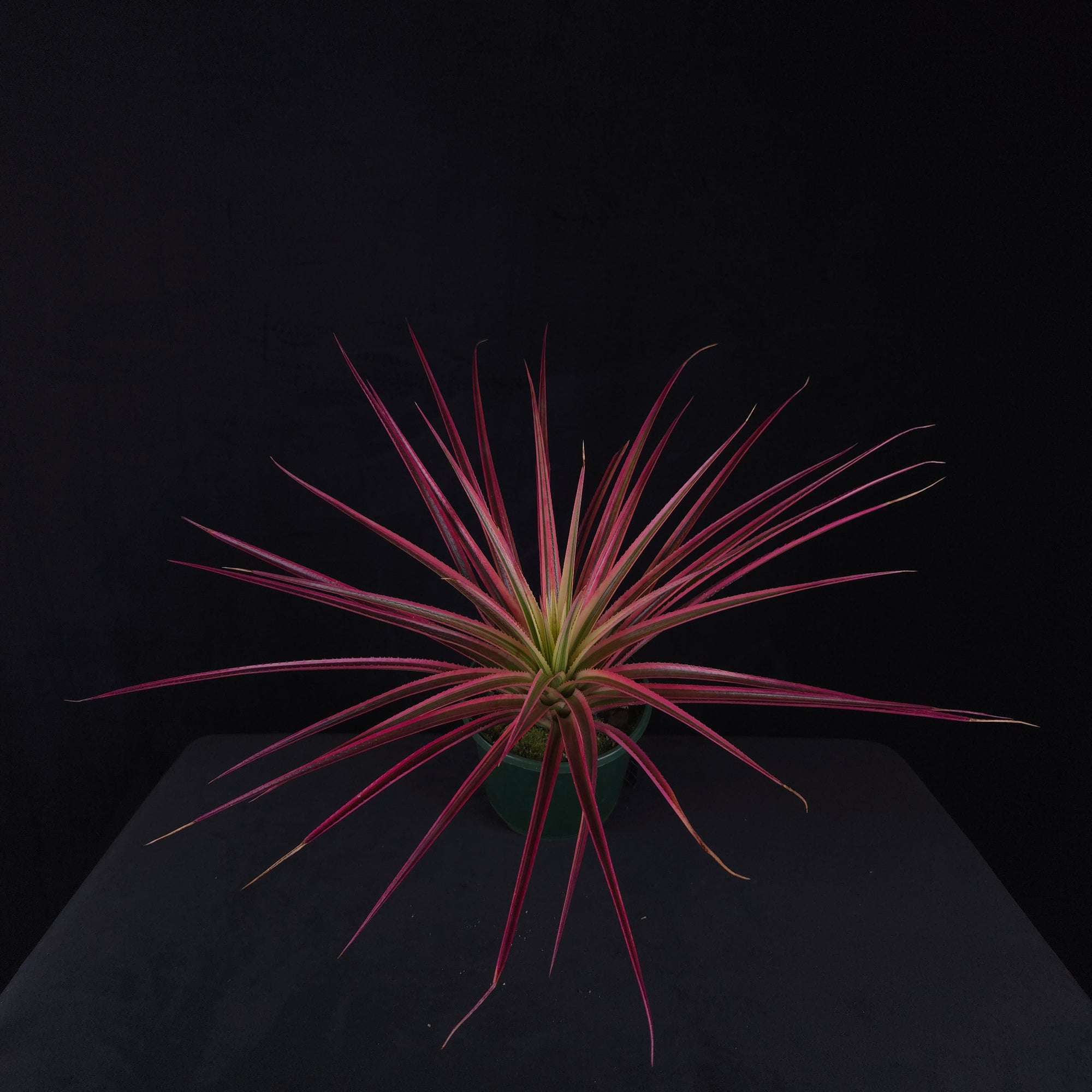 Neophytum ‘Galactic Warrior’