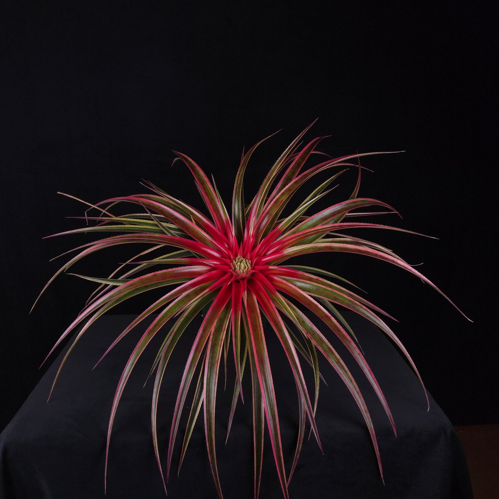 Neophytum ‘Galactic Warrior’