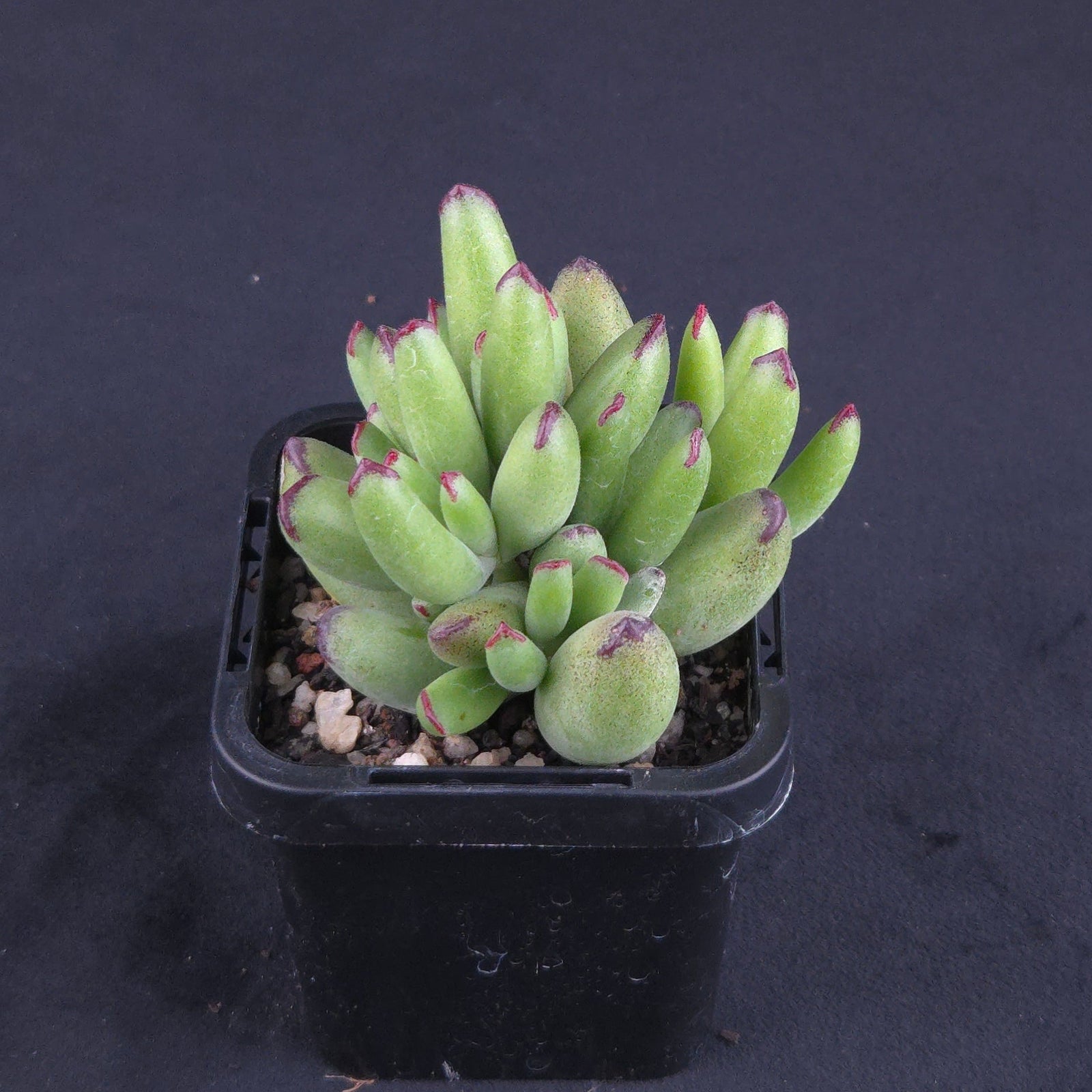 Cotyledon 'Warrior'