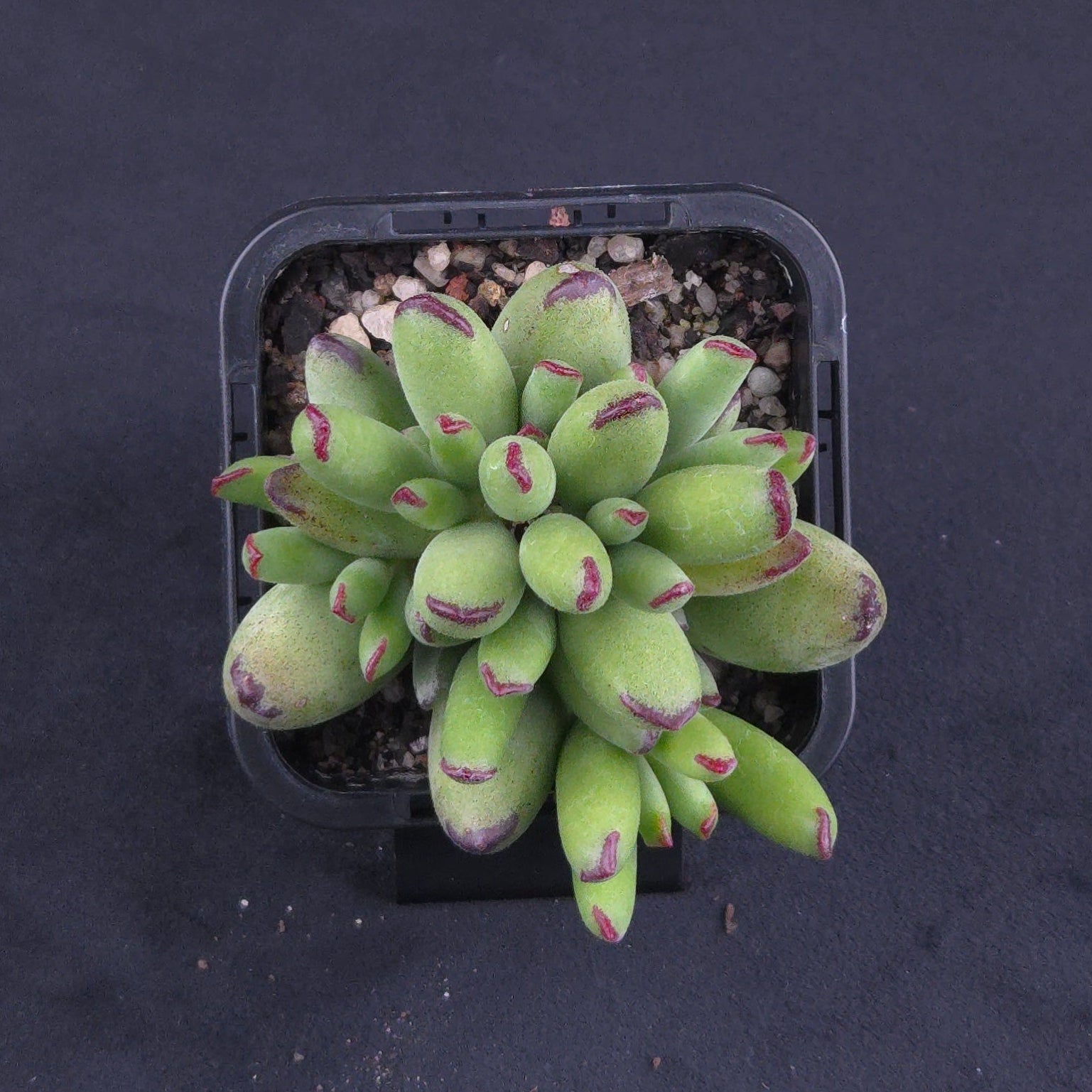Cotyledon 'Warrior'