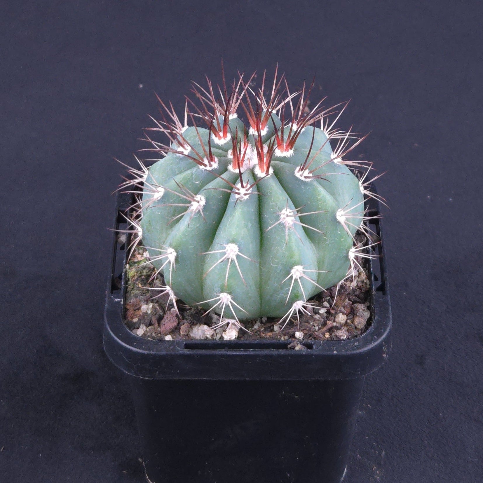 Melocactus azureus – Turk's Cap Cactus