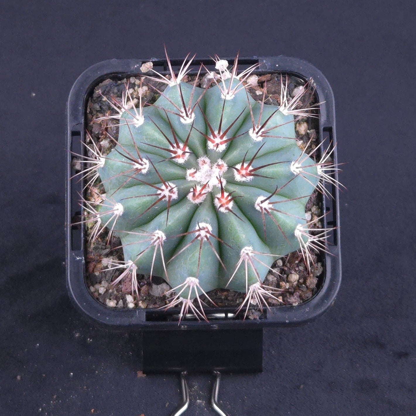 Melocactus azureus – Turk's Cap Cactus
