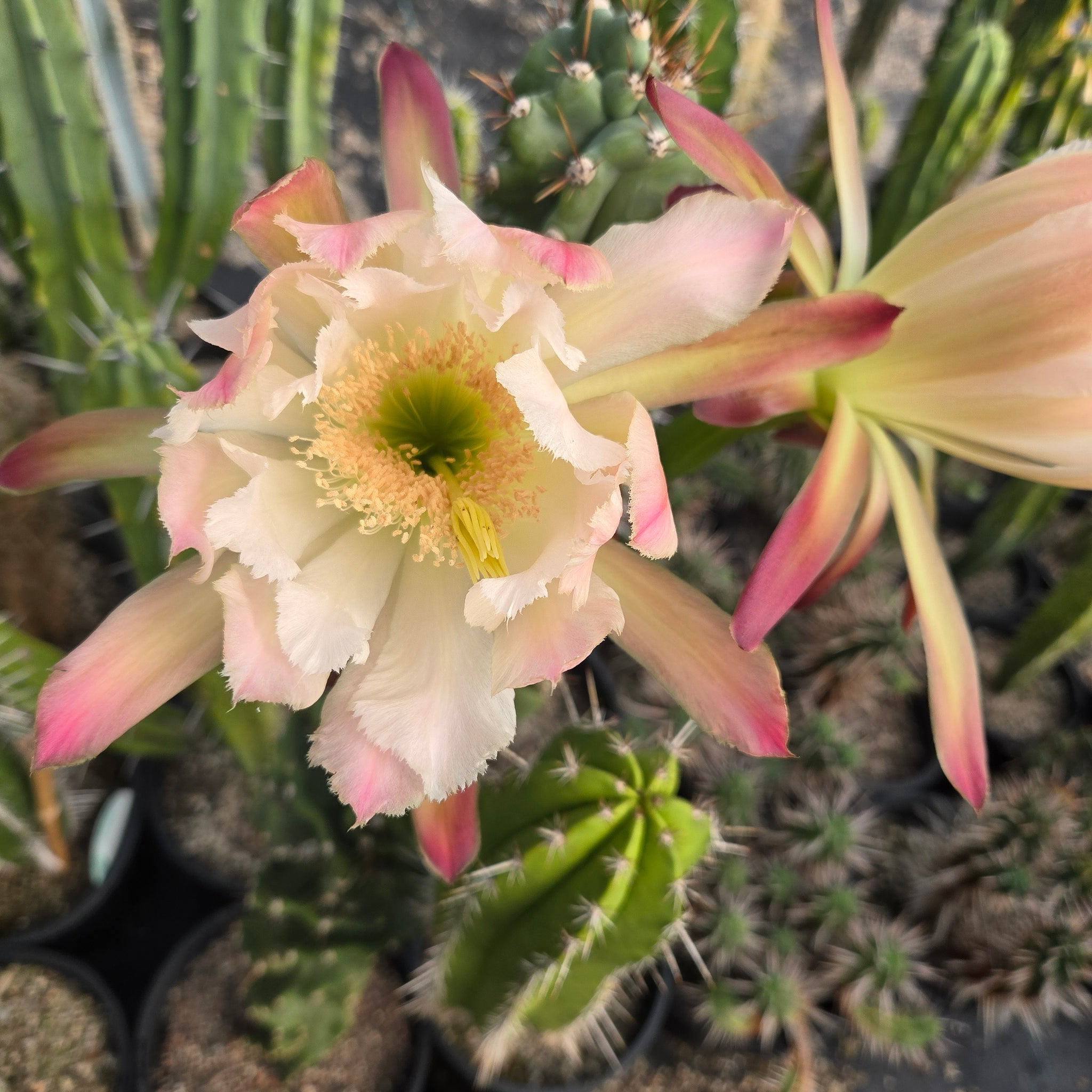 Cereus forbesii ‘Spiralis’
