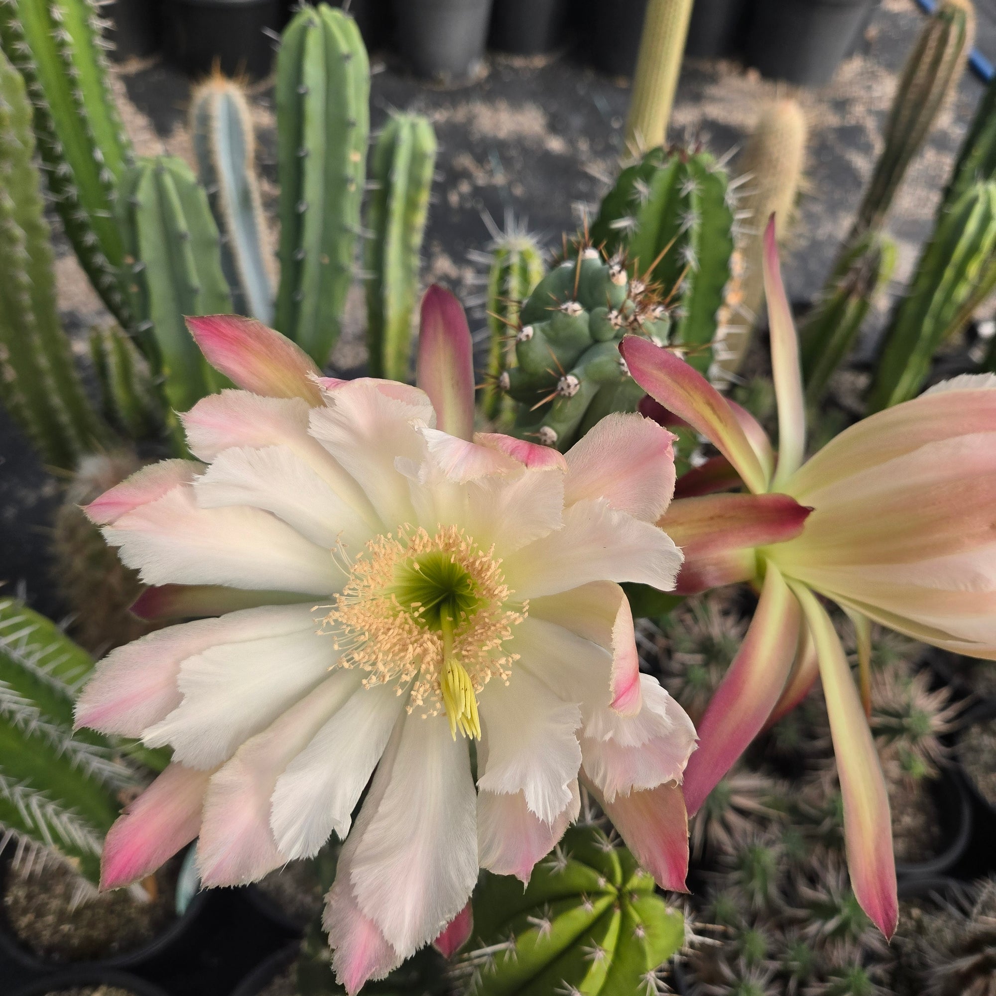 Cereus forbesii ‘Spiralis’