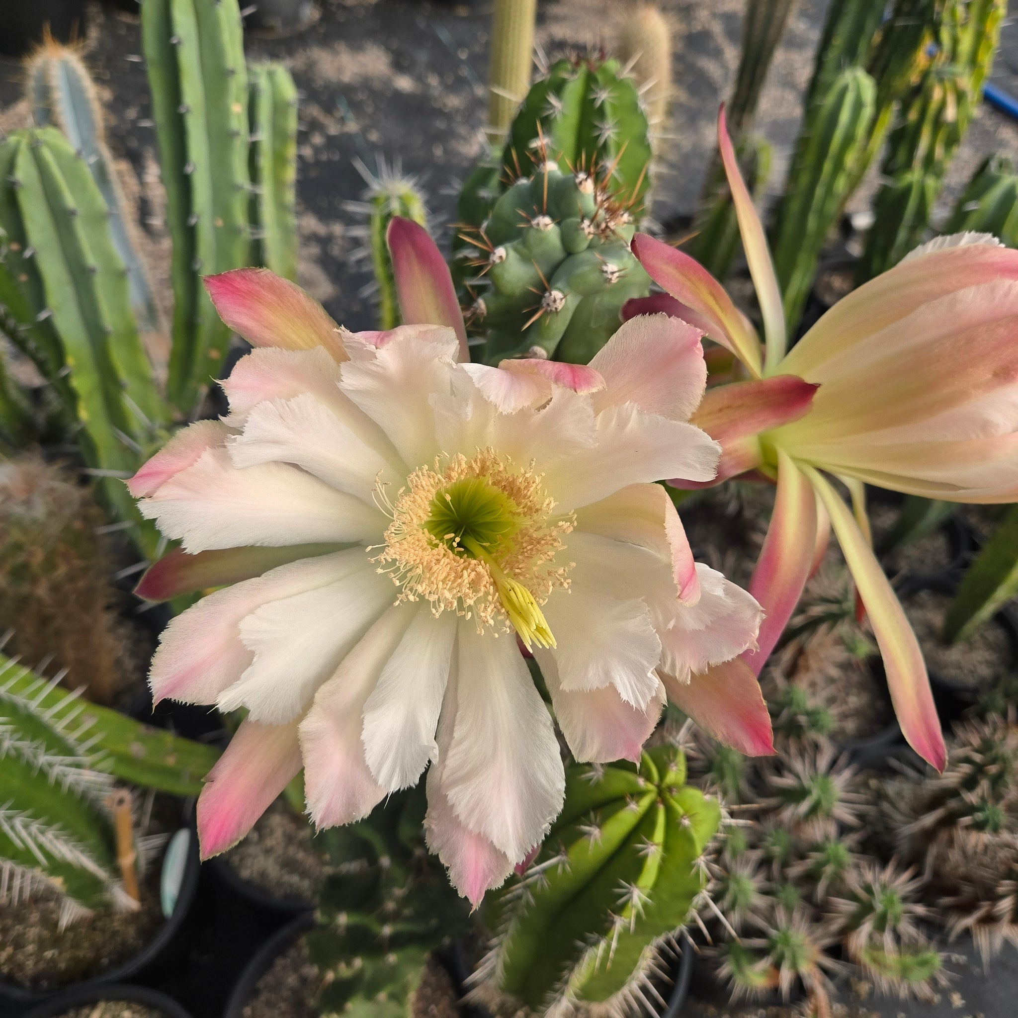 Cereus forbesii ‘Spiralis’
