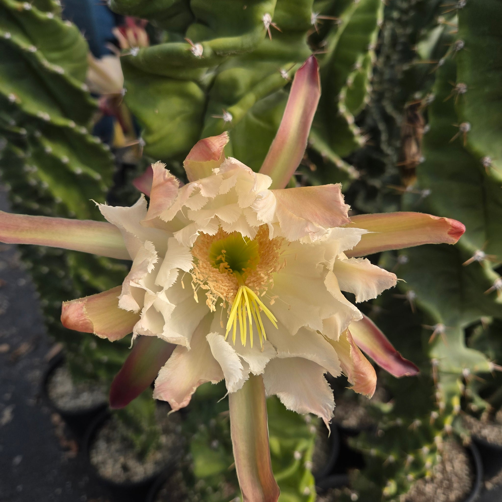 Cereus forbesii ‘Spiralis’