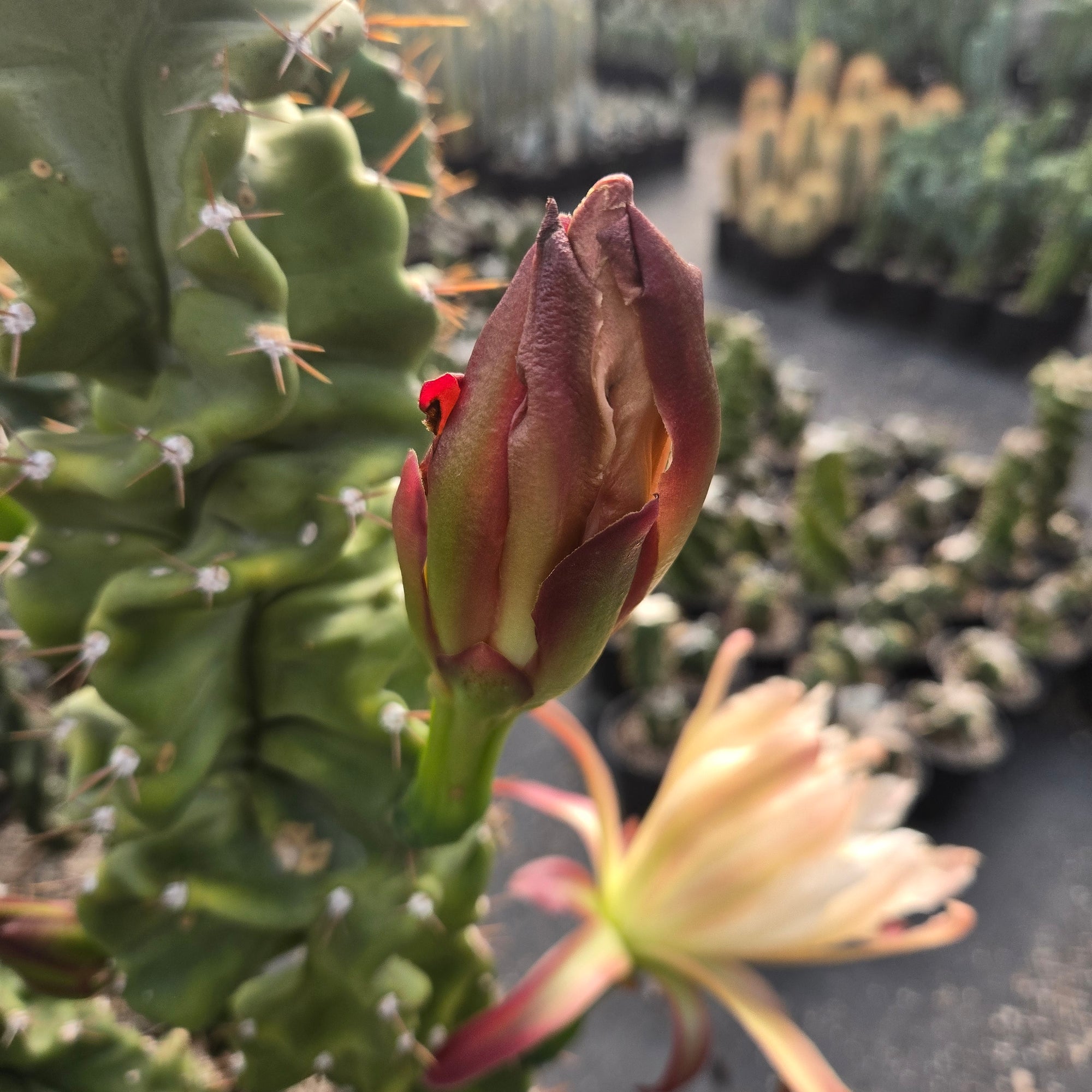 Cereus forbesii ‘Spiralis’
