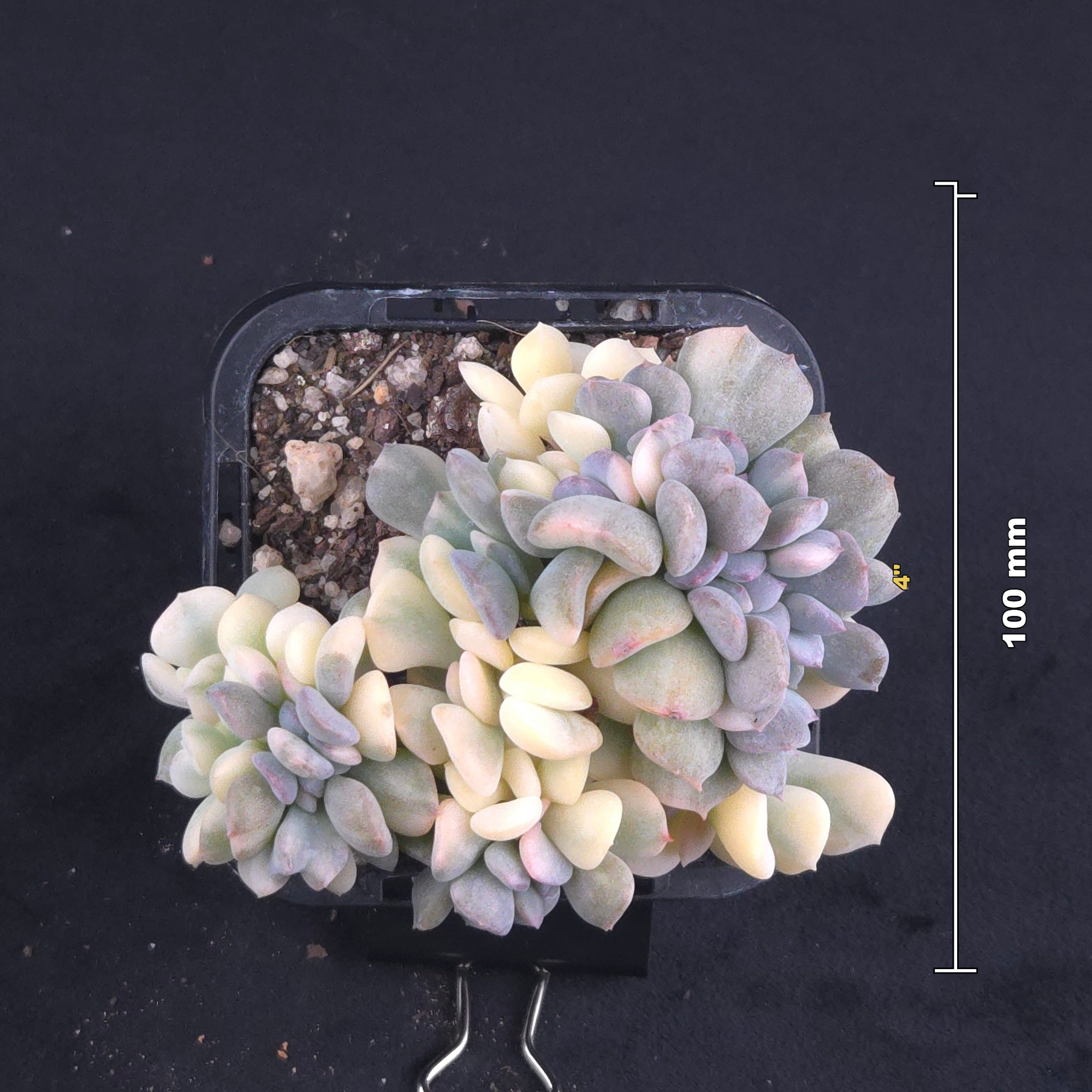 Echeveria 'Cubic Frost' - Variegated Crested Form