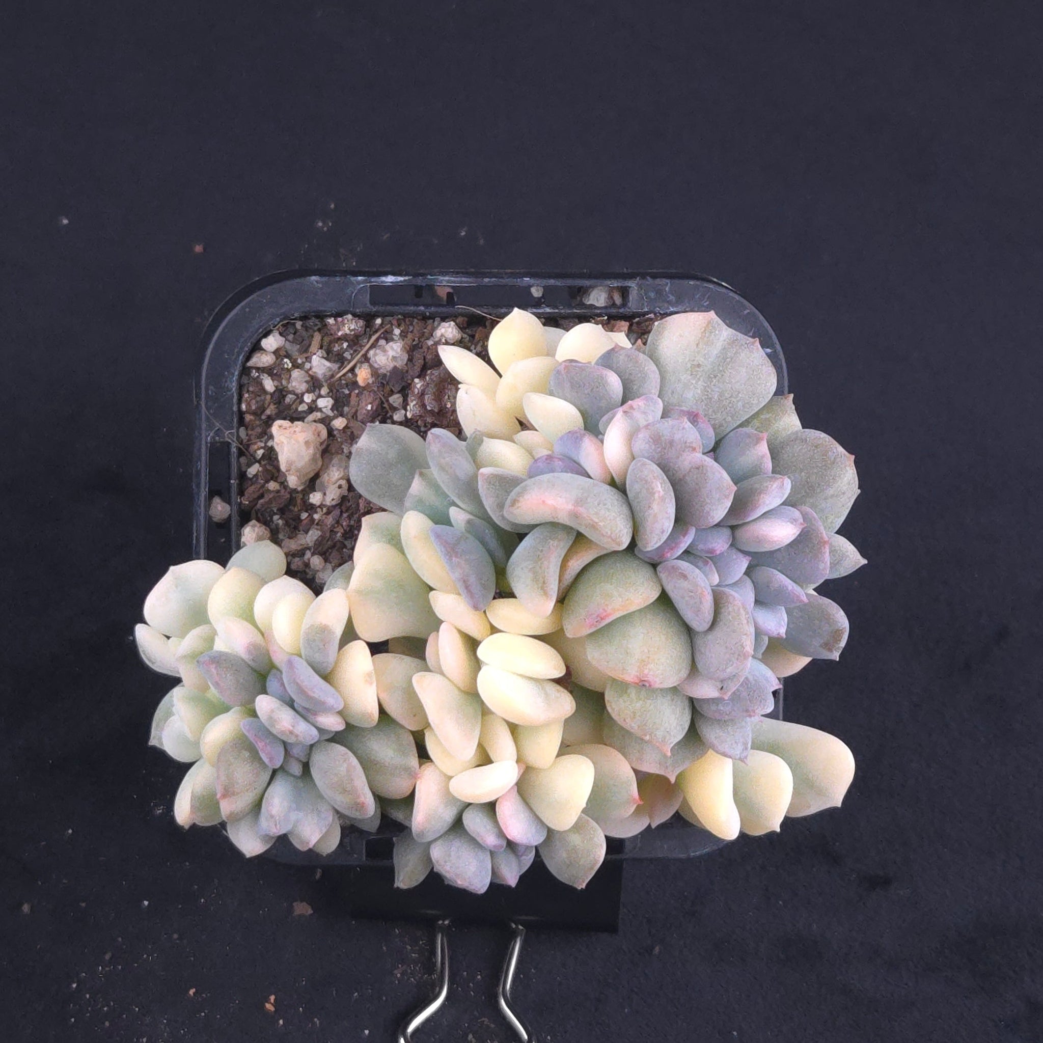 Echeveria 'Cubic Frost' - Variegated Crested Form