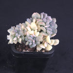 Echeveria 'Cubic Frost' - Variegated Crested Form