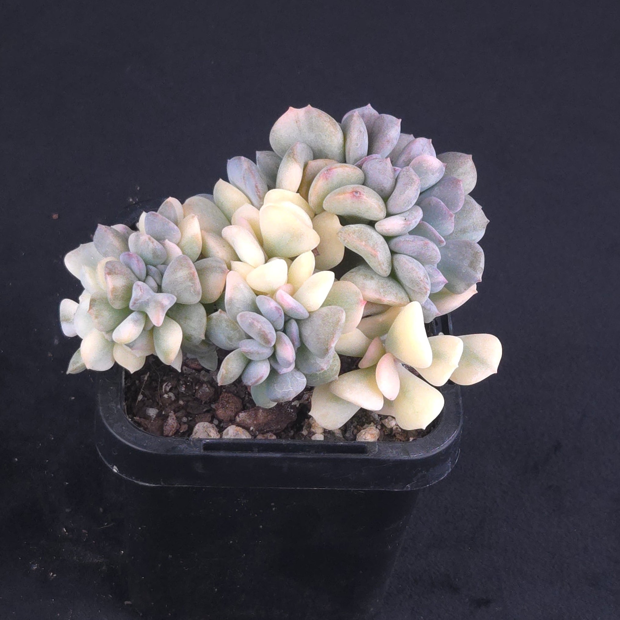 Echeveria 'Cubic Frost' - Variegated Crested Form
