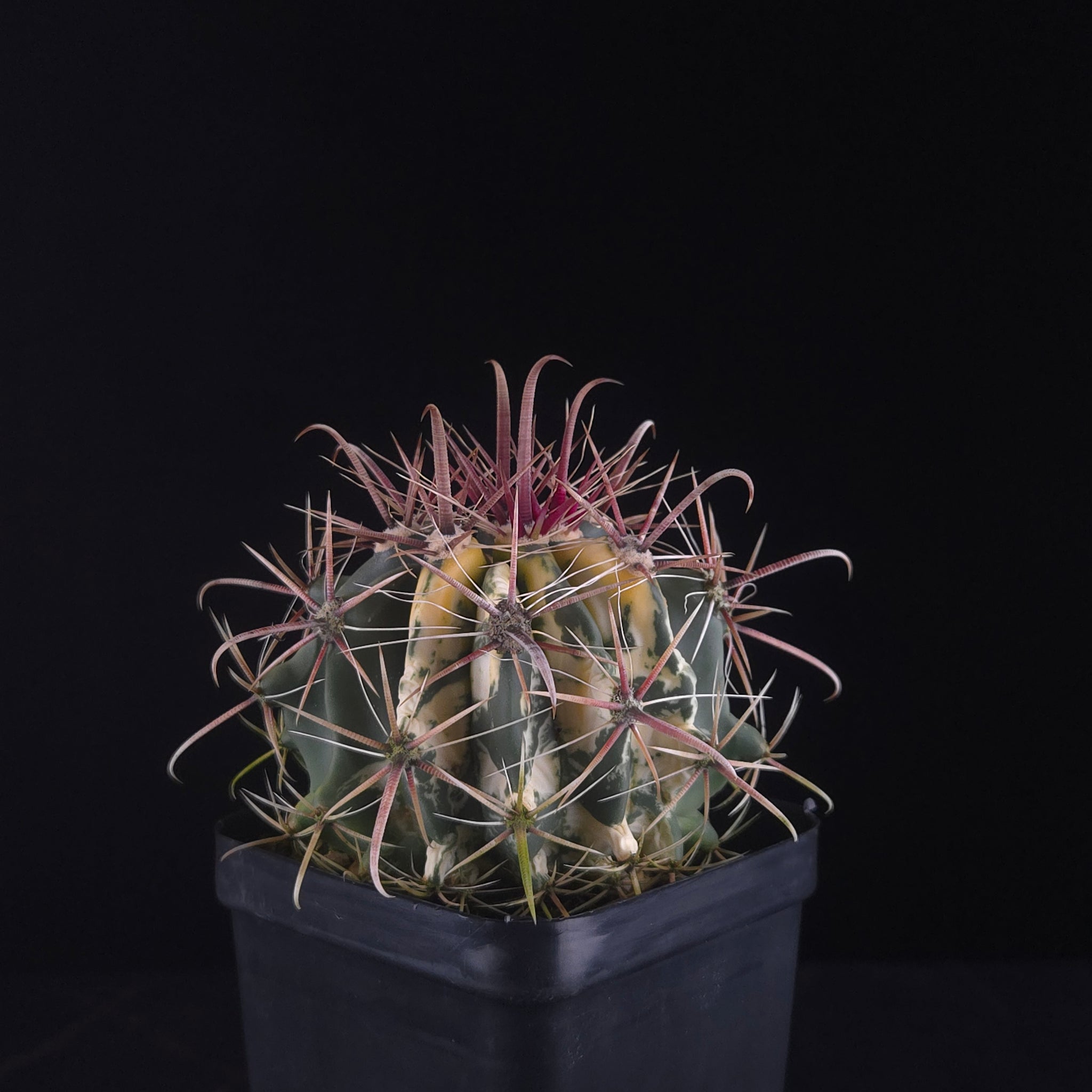 Ferocactus wislizeni f. variegata