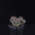 Turbinicarpus krainzianus (WA Prohibited)